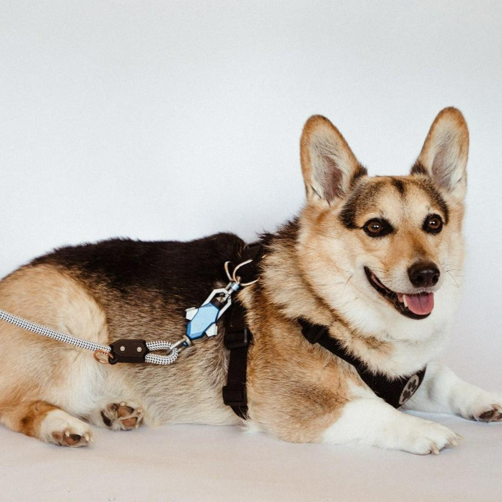 Patented Magnetic Dog Leash