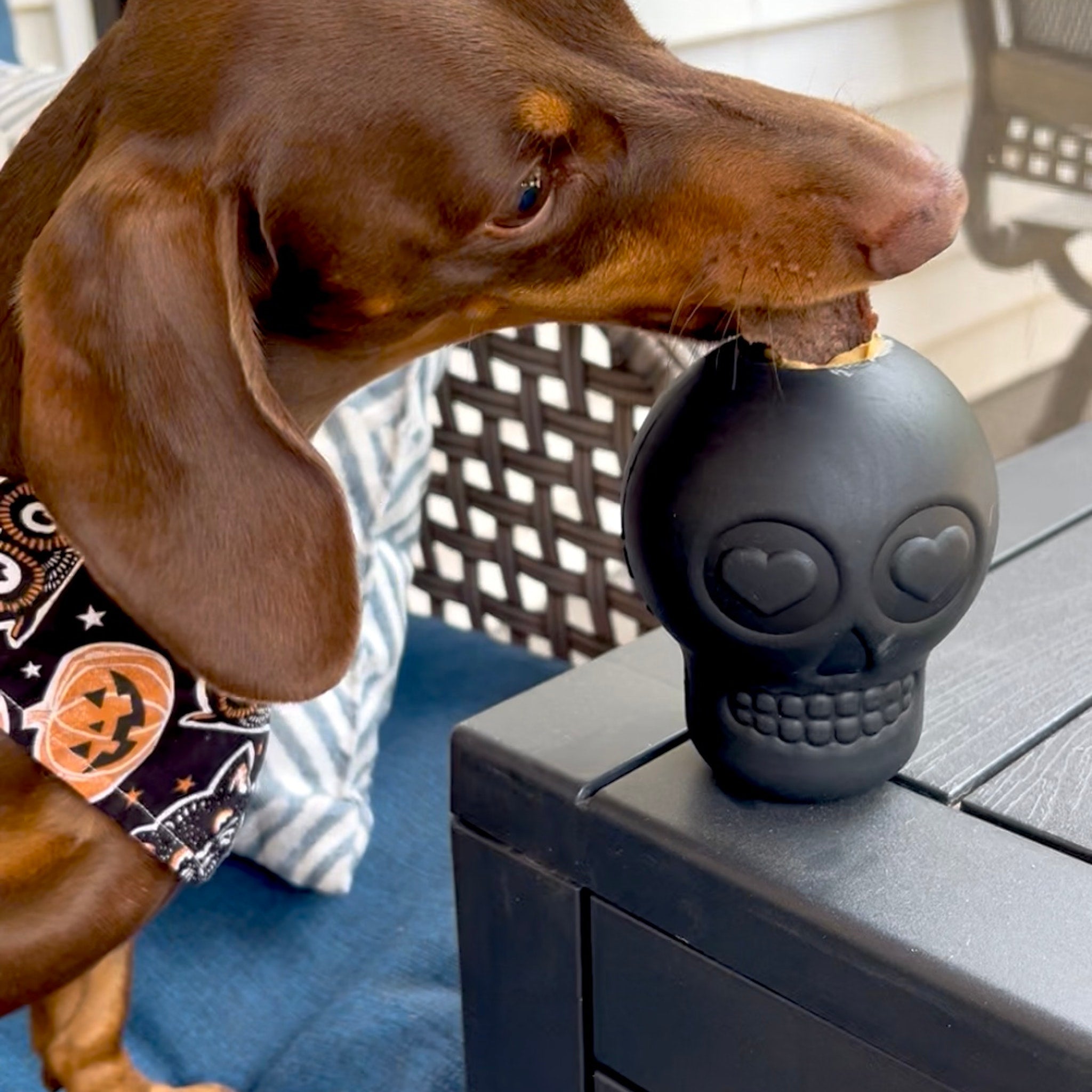 Farm To Pet Dog Treat Dispensers