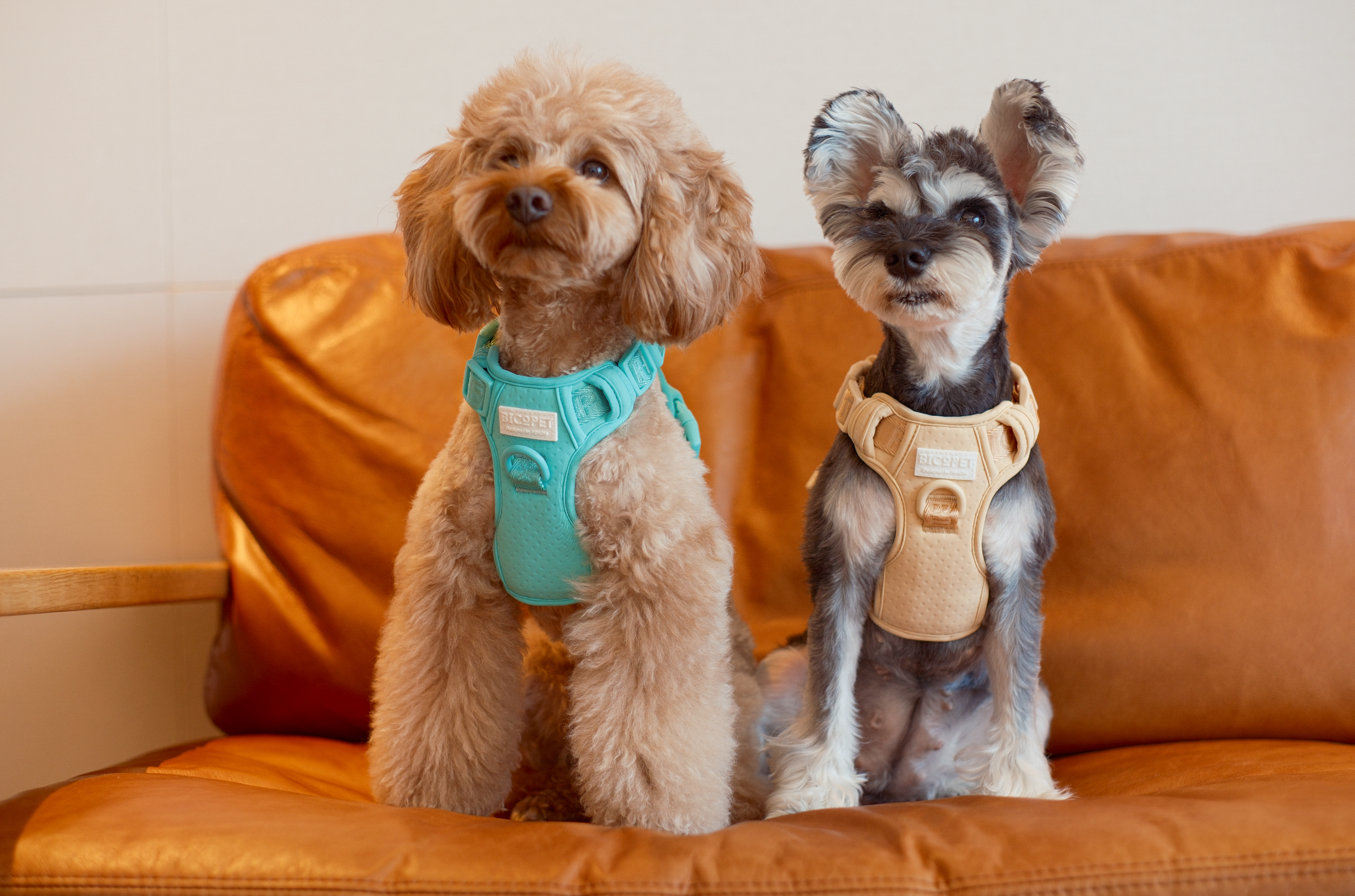 Pehom | No Pull Active Pet Harness - Mint Green