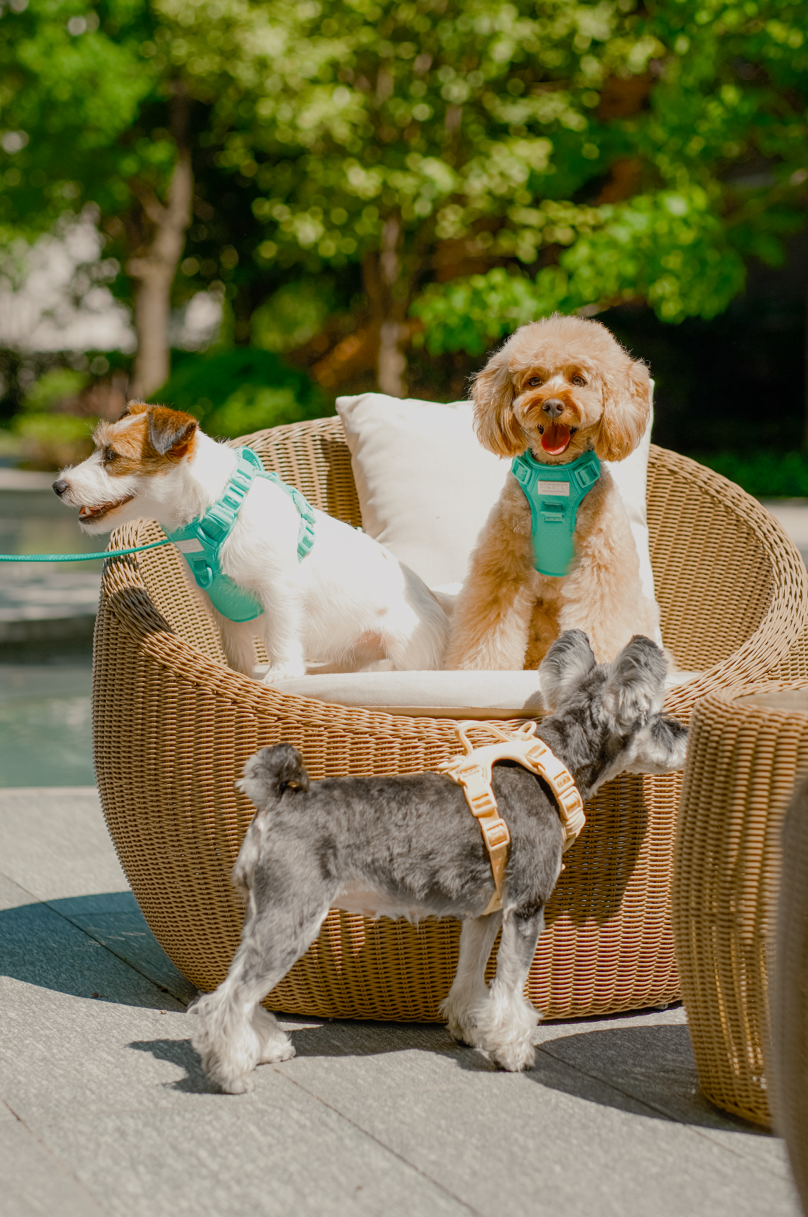 Pehom | No Pull Active Pet Harness - Mint Green