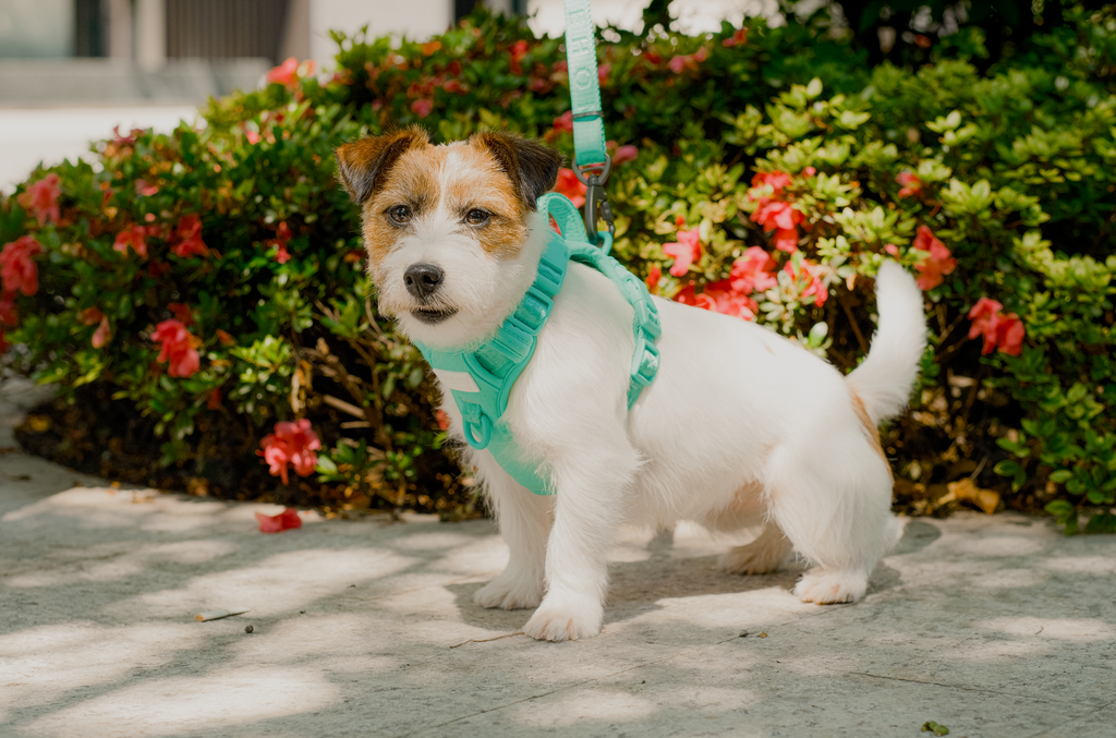 Pehom | No Pull Active Pet Harness - Mint Green