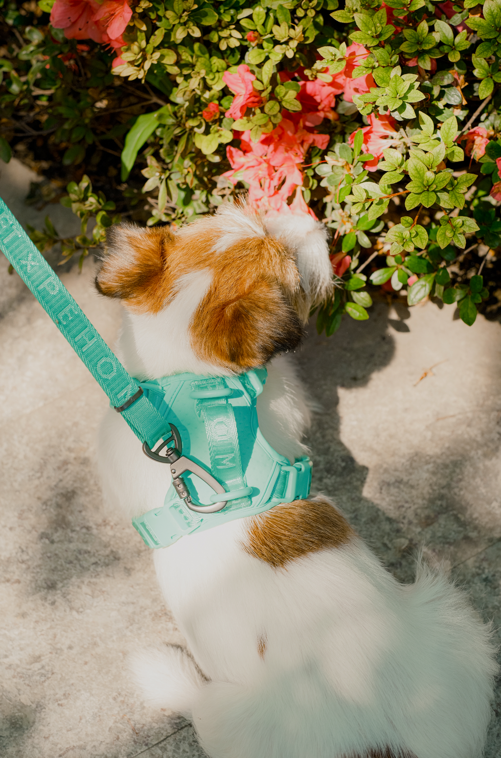 Pehom | No Pull Active Pet Harness - Mint Green