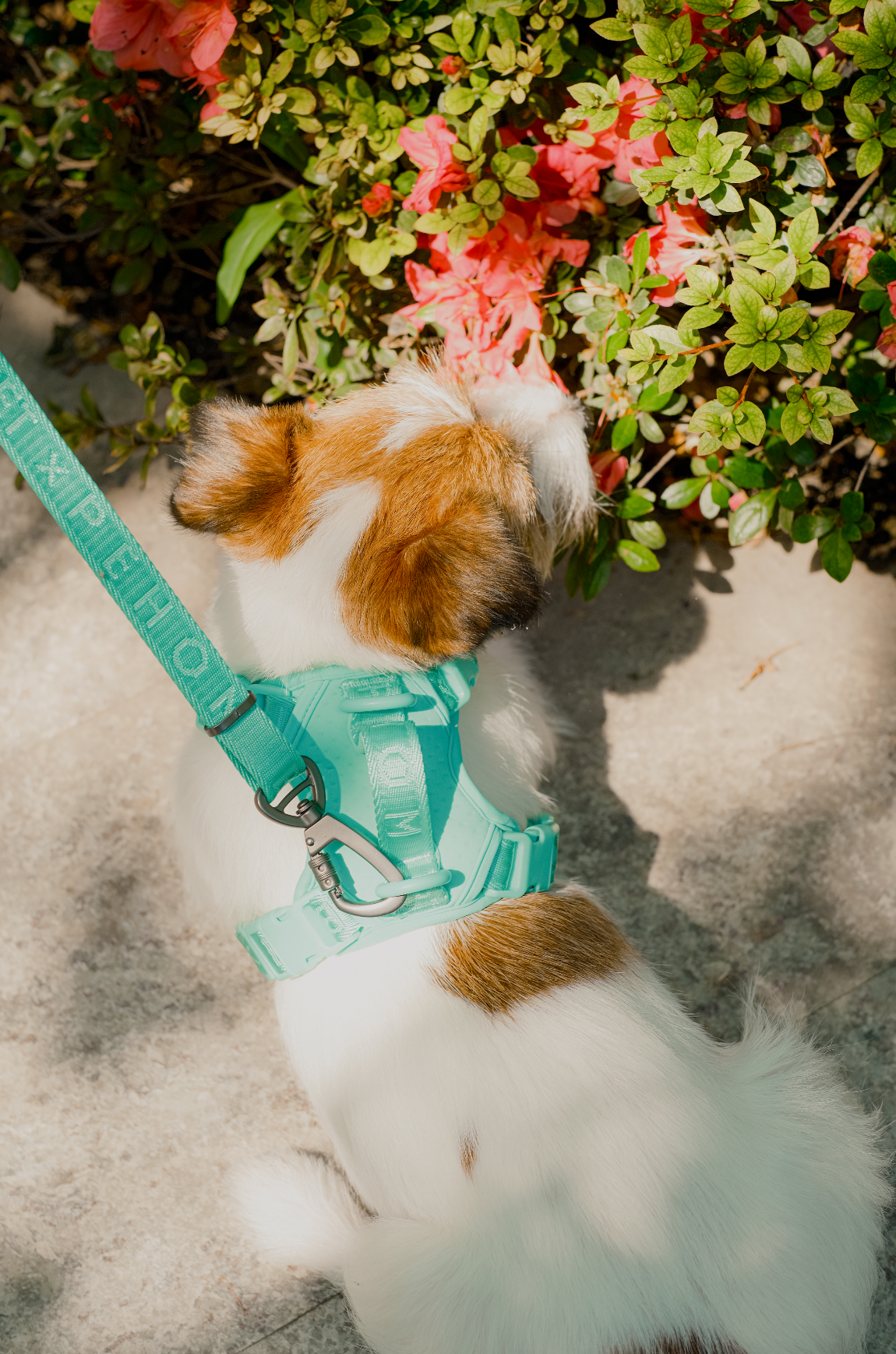 Pehom | No Pull Active Pet Harness - Mint Green