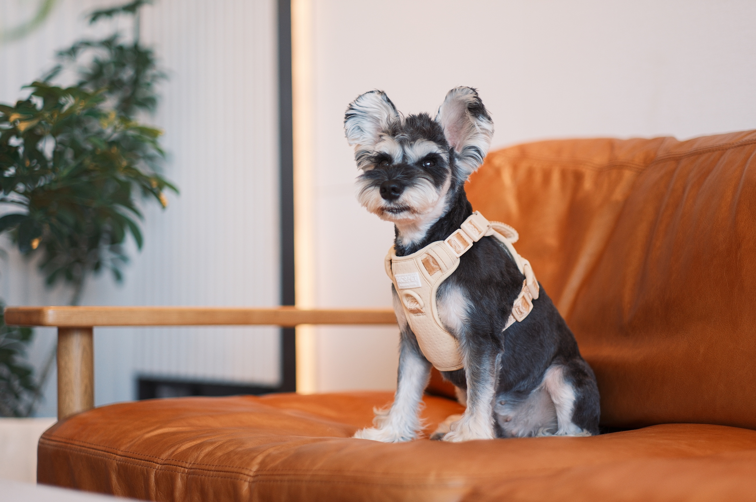 Pehom | No Pull Active Pet Harness - Apricot