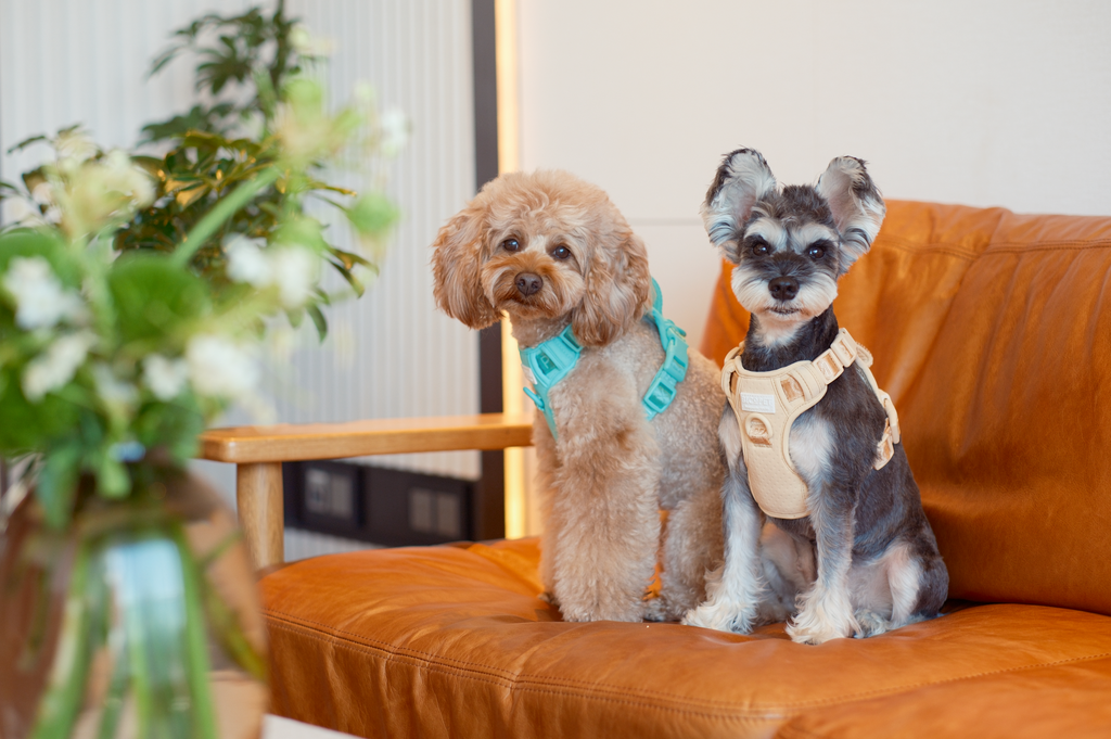 Pehom | No Pull Active Pet Harness - Apricot