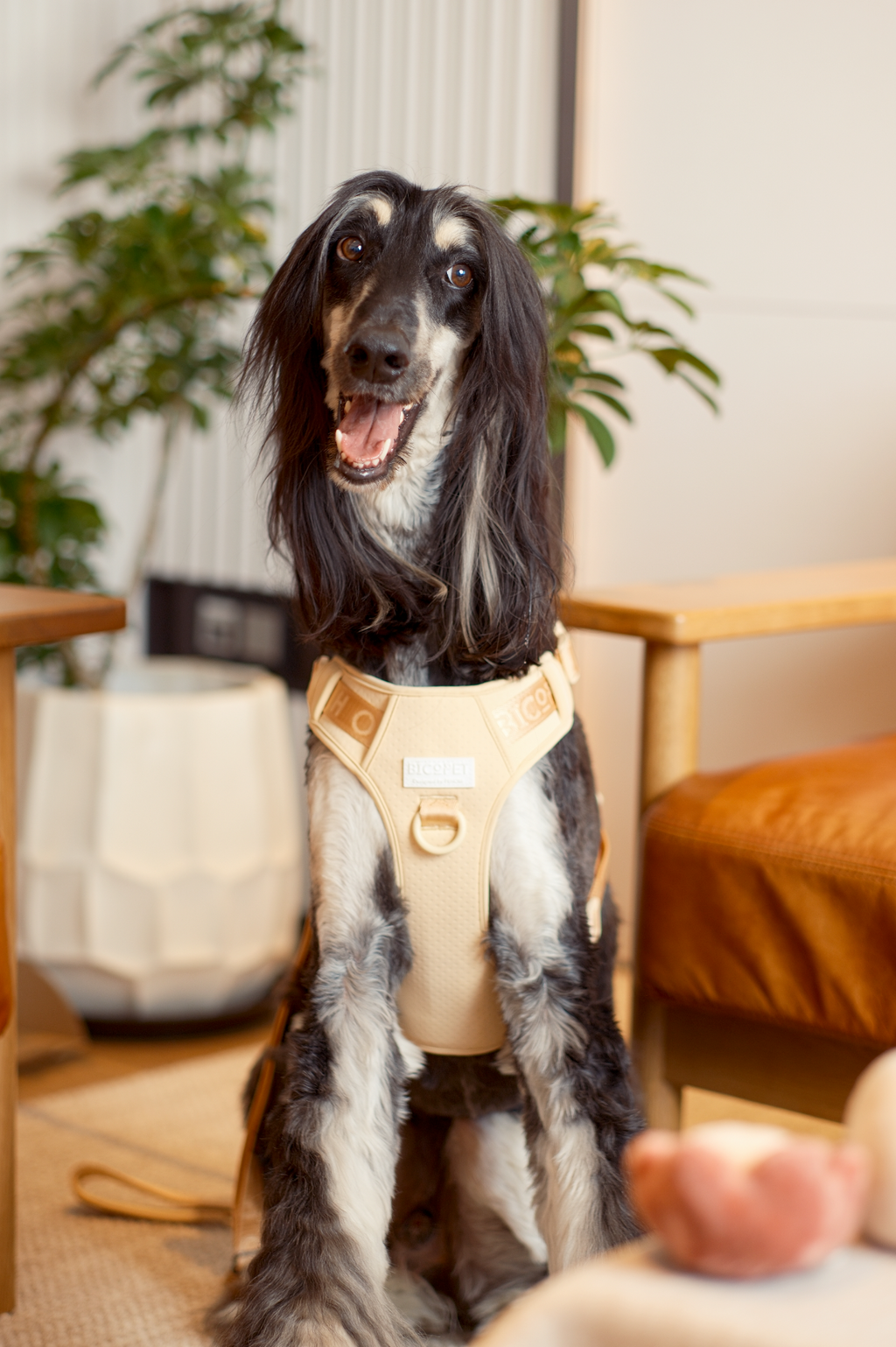 Pehom | No Pull Active Pet Harness - Apricot