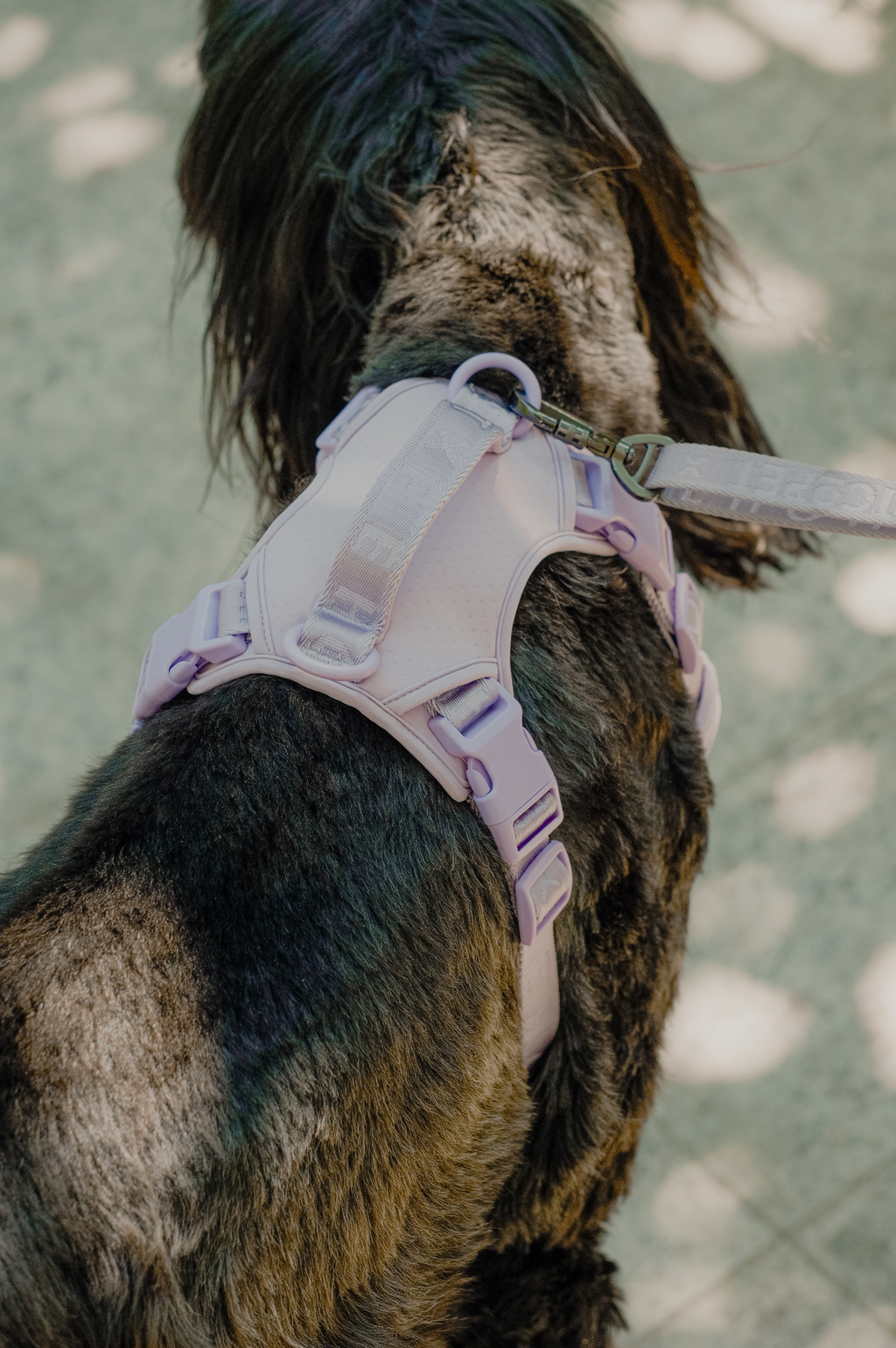Pehom | No Pull Active Pet Harness - Mint Purple