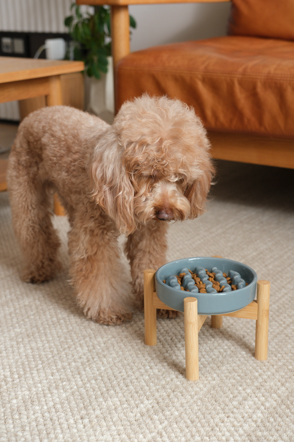 Pehom | Slow Feeder Dog Bowls - Yellow / Frozen Blue / Purple