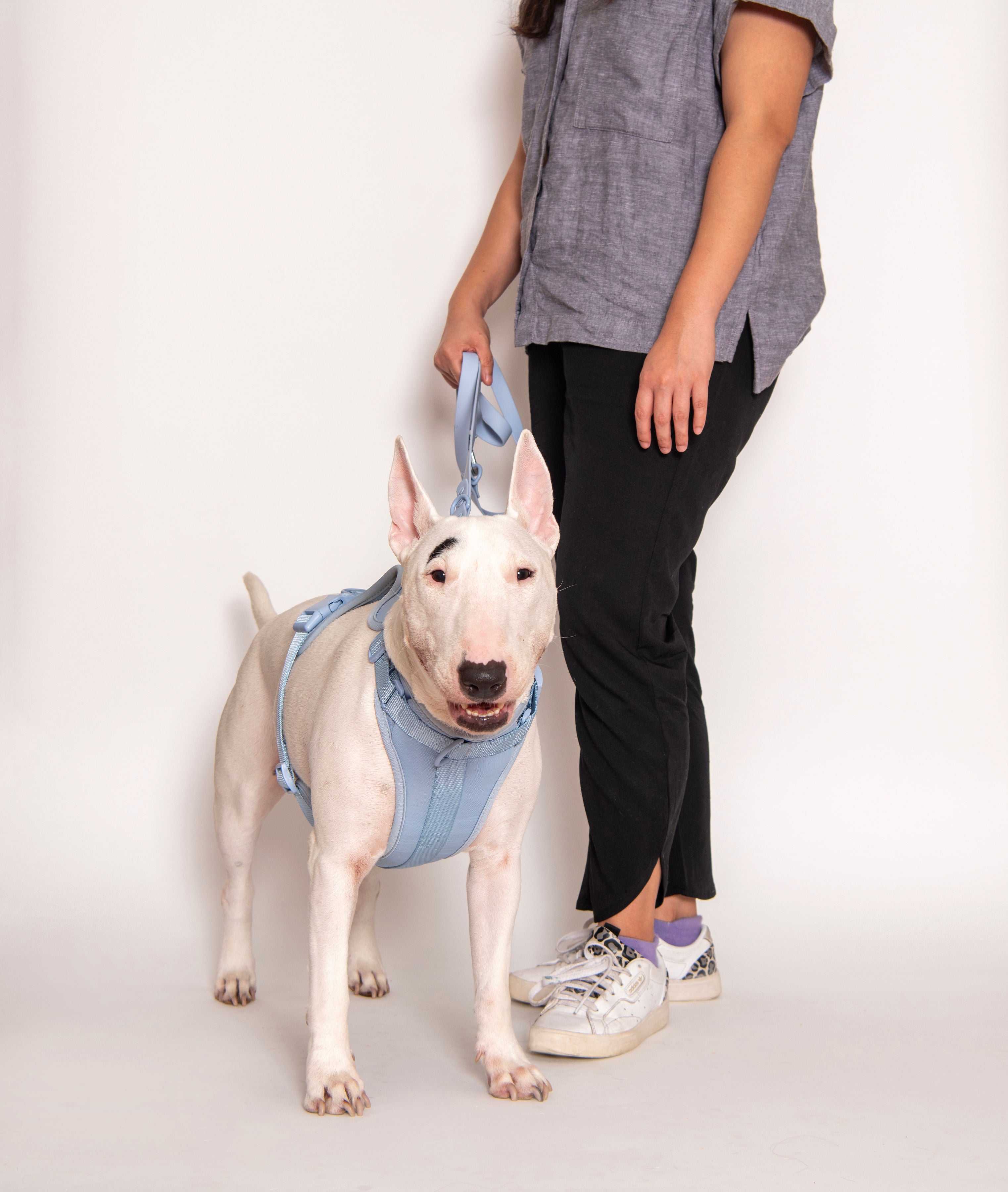 Come Here Buddy Harness