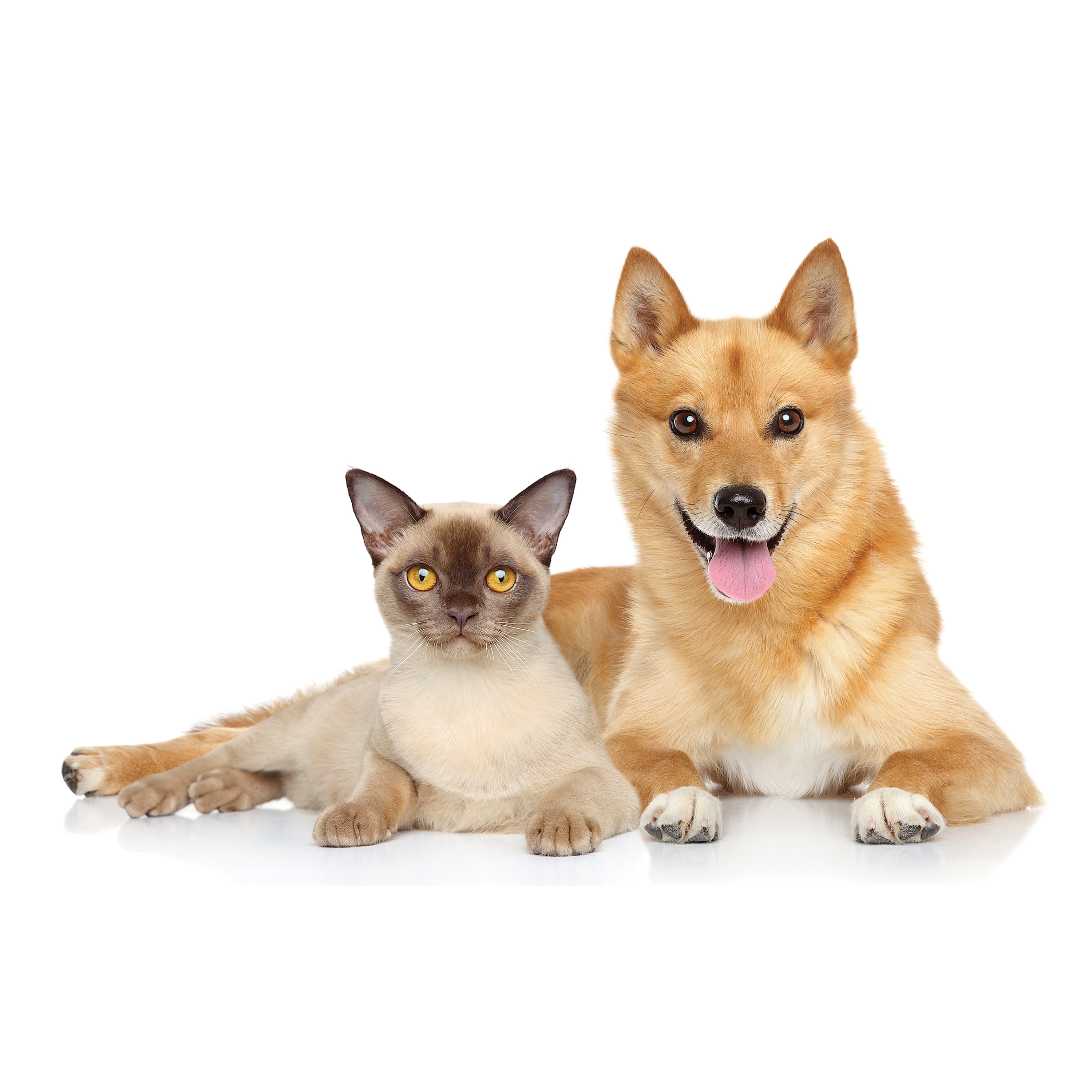 UBAVET Ubacalm Calming and Stress Relief Soft Dog and Cat Chews