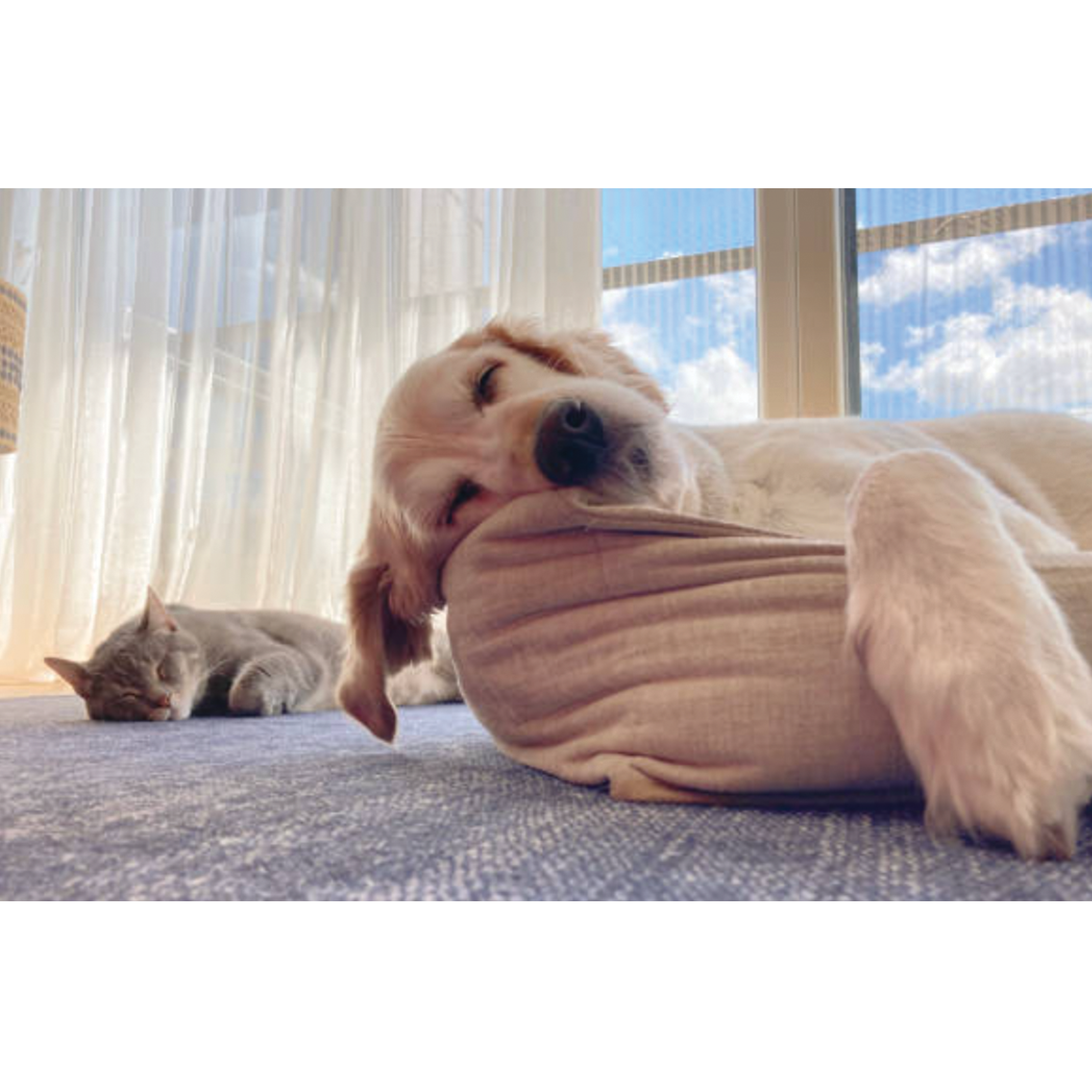 UBAVET Ubacalm Calming and Stress Relief Soft Dog and Cat Chews