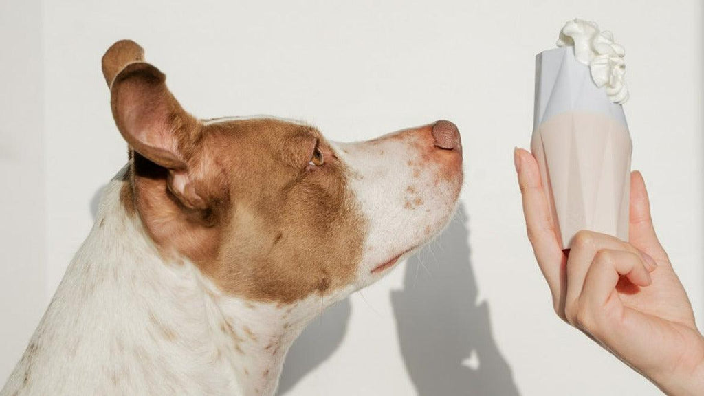 Up Dog | The Ubbe Modern Dog Licking Toy