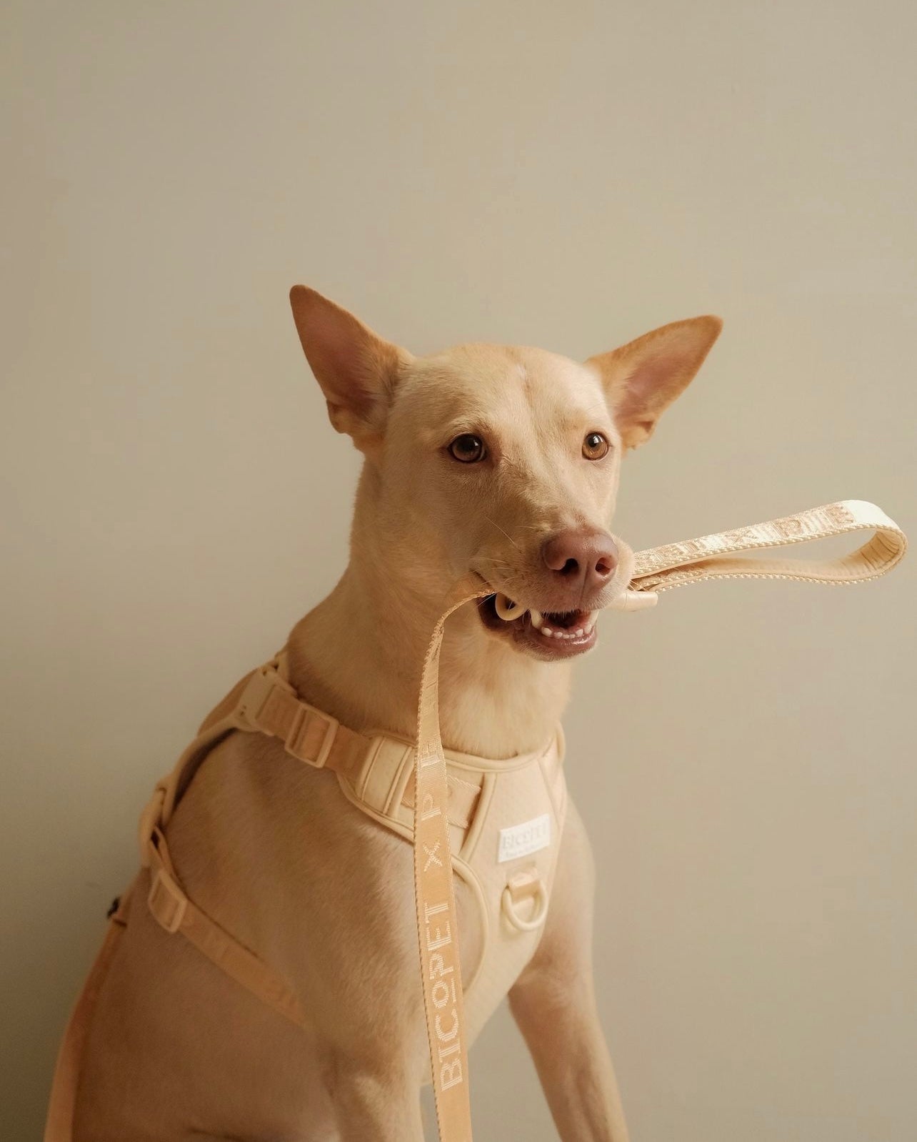 Pehom | No Pull Active Pet Harness - Apricot