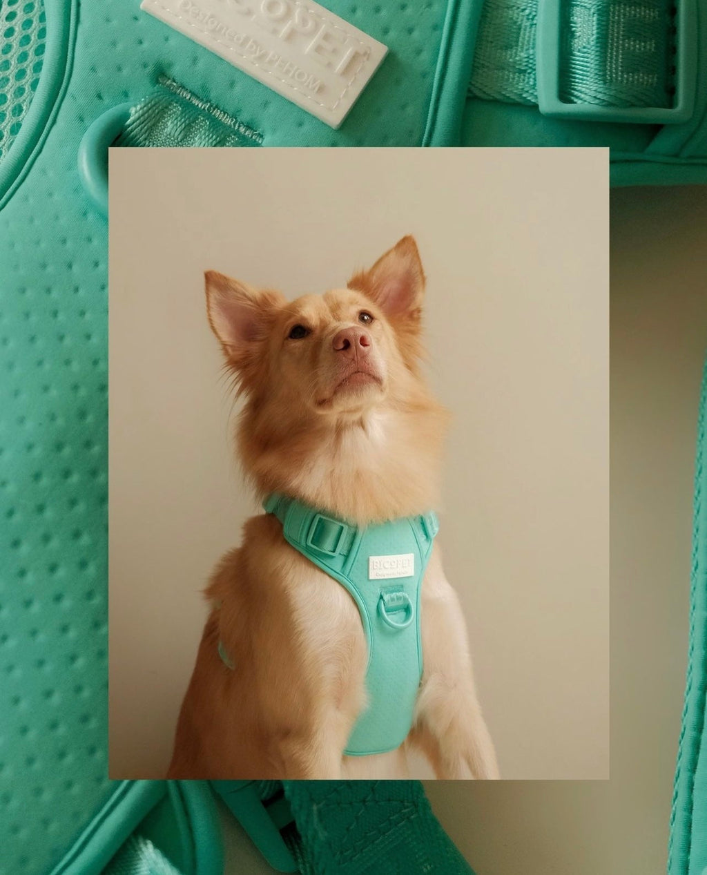 Pehom | No Pull Active Pet Harness - Mint Green