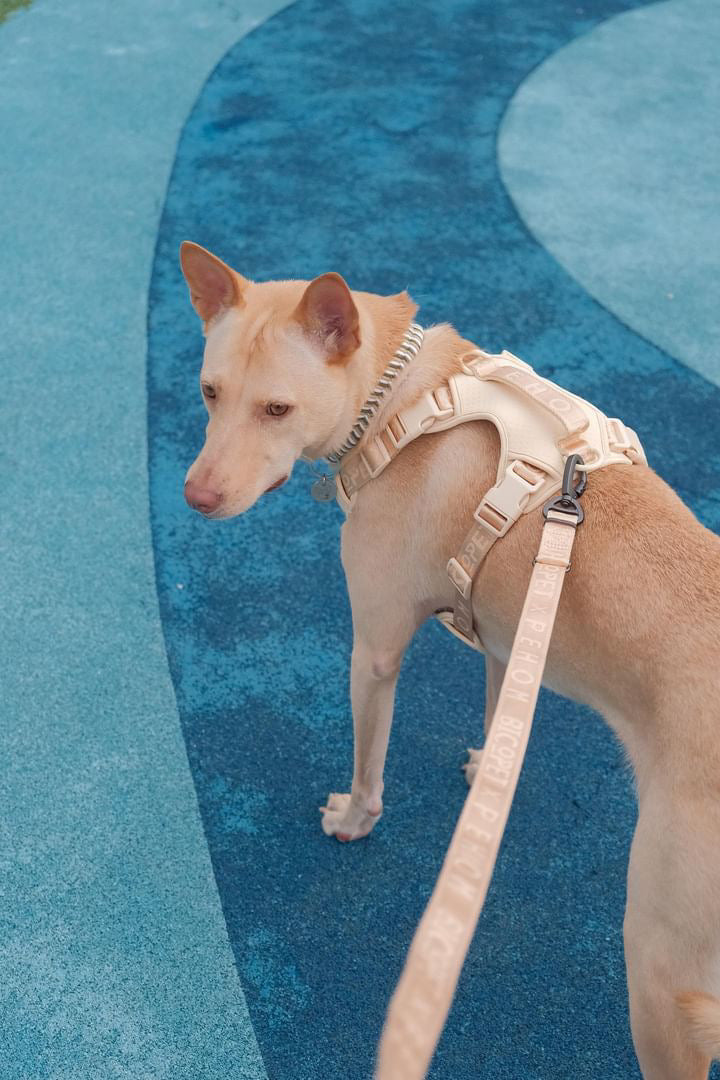 Pehom | No Pull Active Pet Harness - Apricot