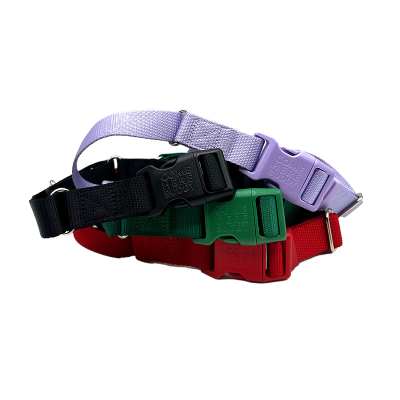 Come Here Buddy Martingale Dog Collar