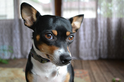 Dog with a collar on porch, looking directly at the camera.