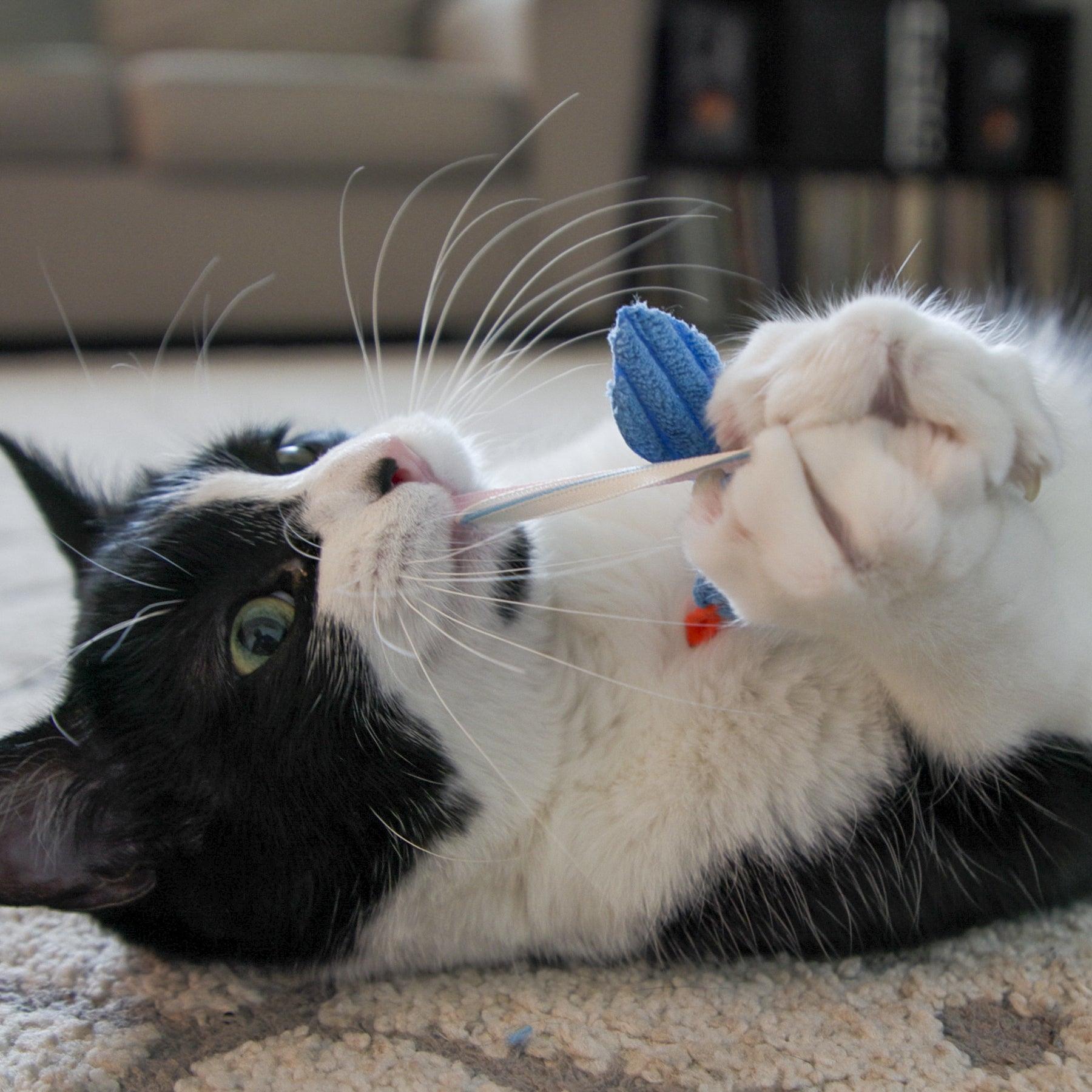 Black and white cat playing with a blue toy on a carpeted floor.