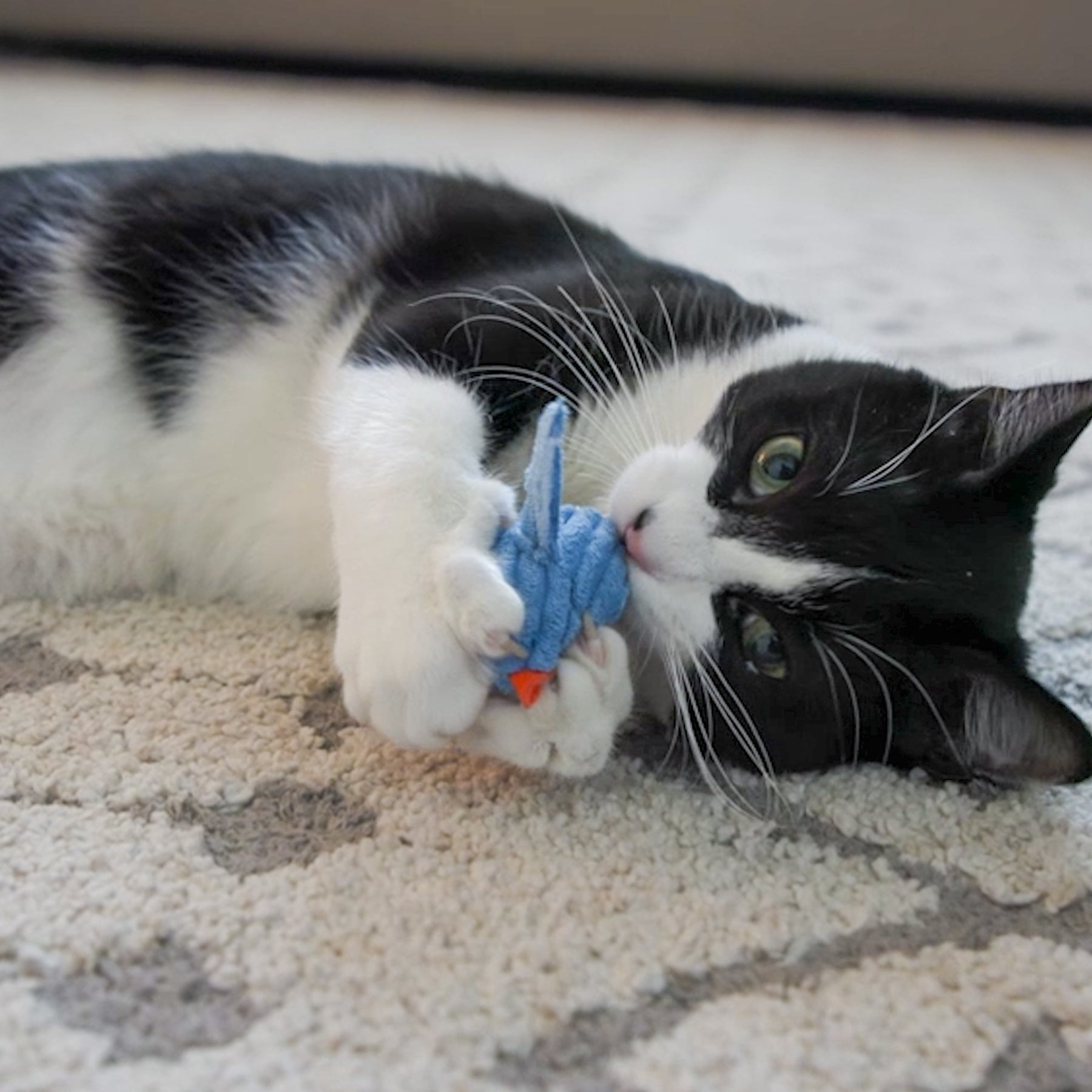 Black and white cat playing with a blue toy on a carpeted floor.