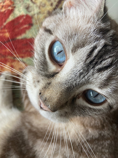 Close-up of a cat with blue eyes and striped fur on a patterned fabric background.