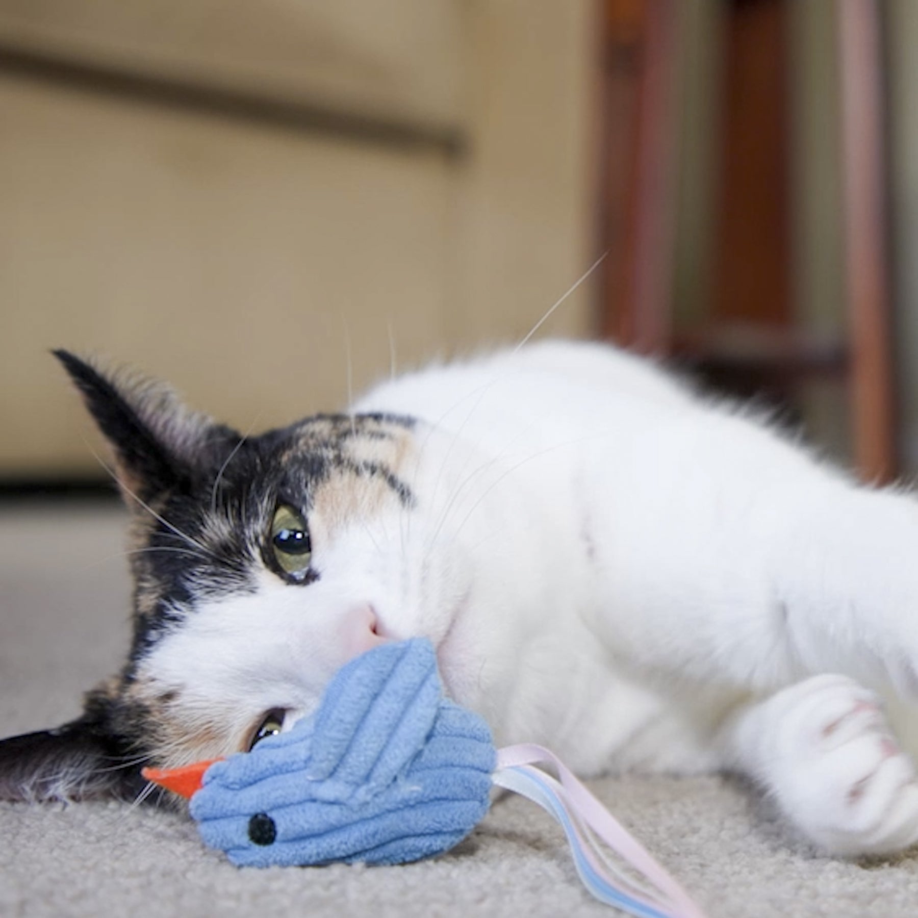 Cat playing with a blue toy on a carpeted floor.