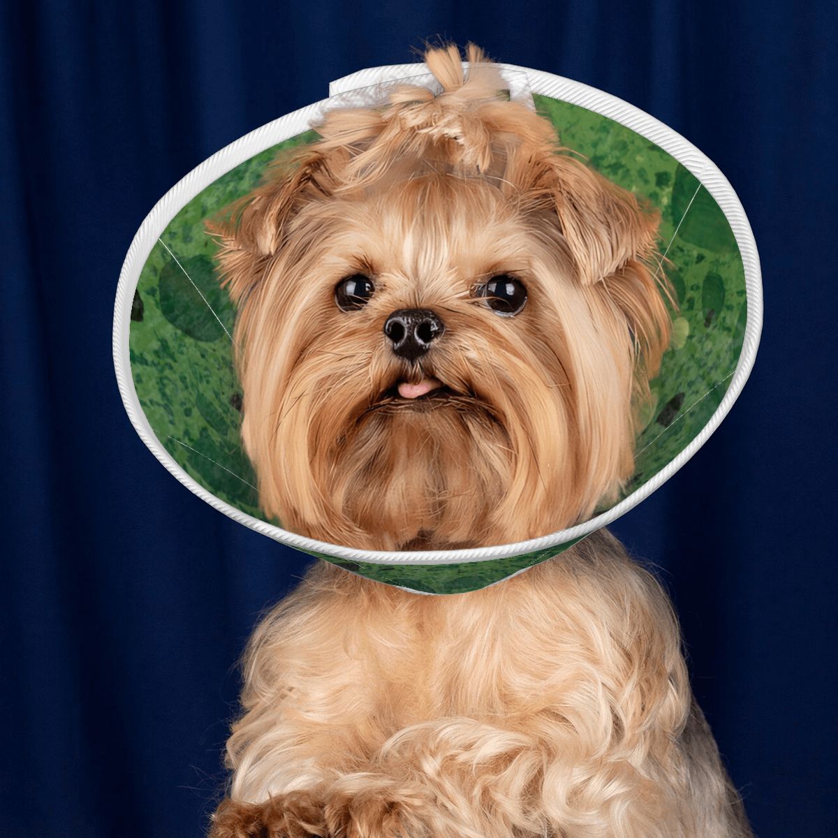 Sebastian & Clementine Green Painting Pet Elizabethan Collar