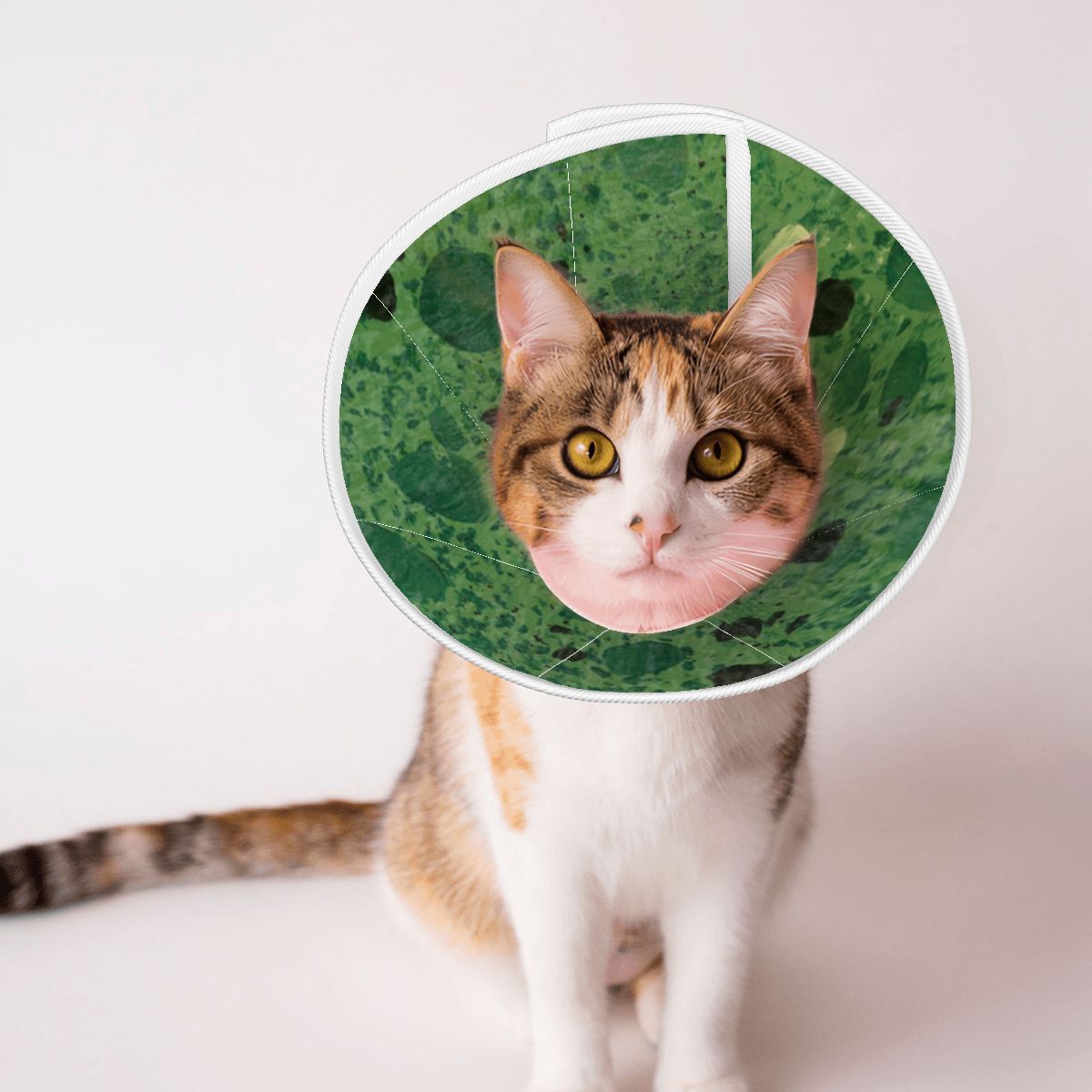 Sebastian & Clementine Green Painting Pet Elizabethan Collar