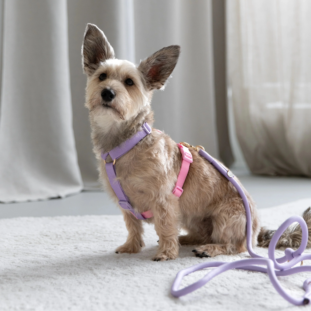 FurLou Lavender and Pink Dog Harness