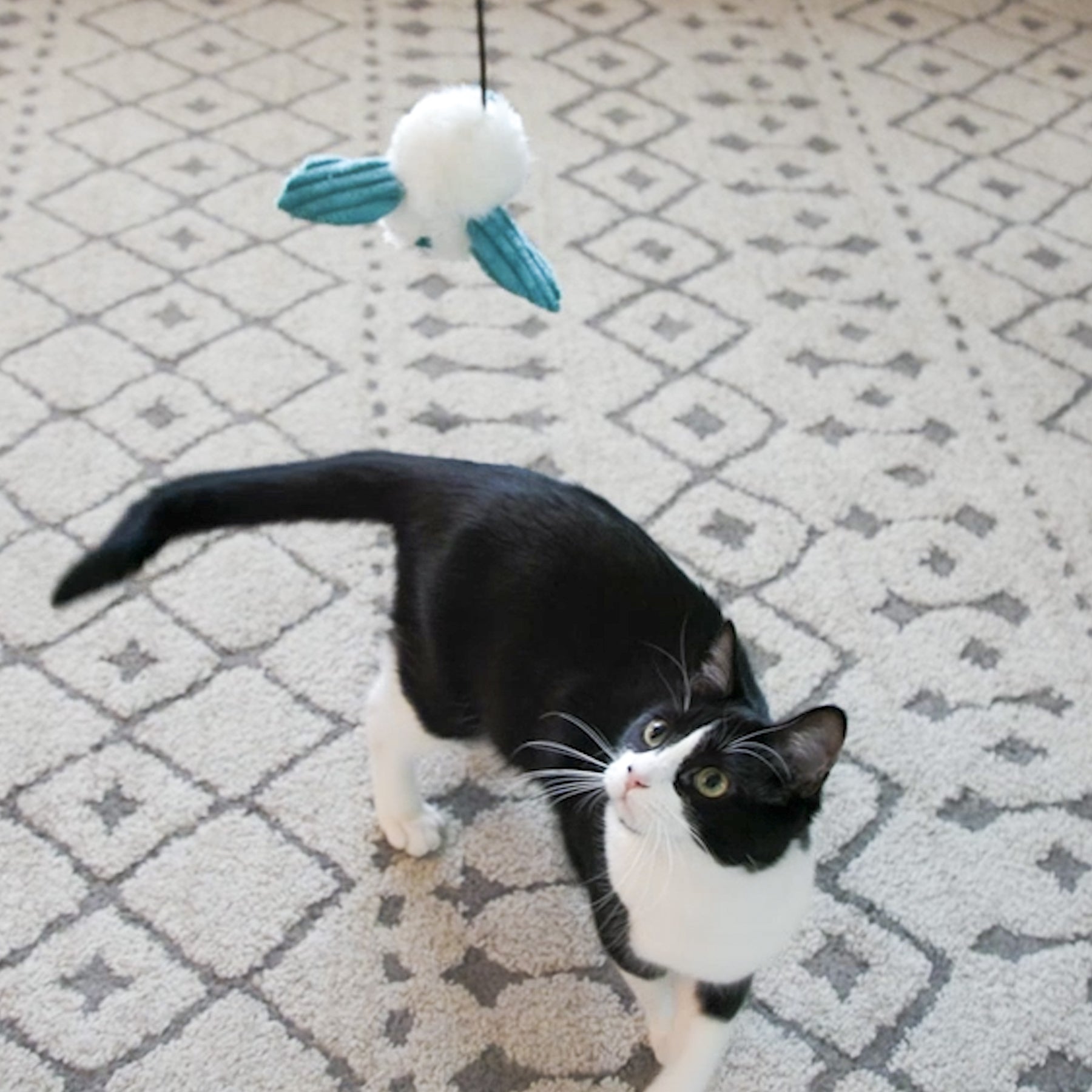 Black and white cat playing with a blue and white toy on a patterned carpet.