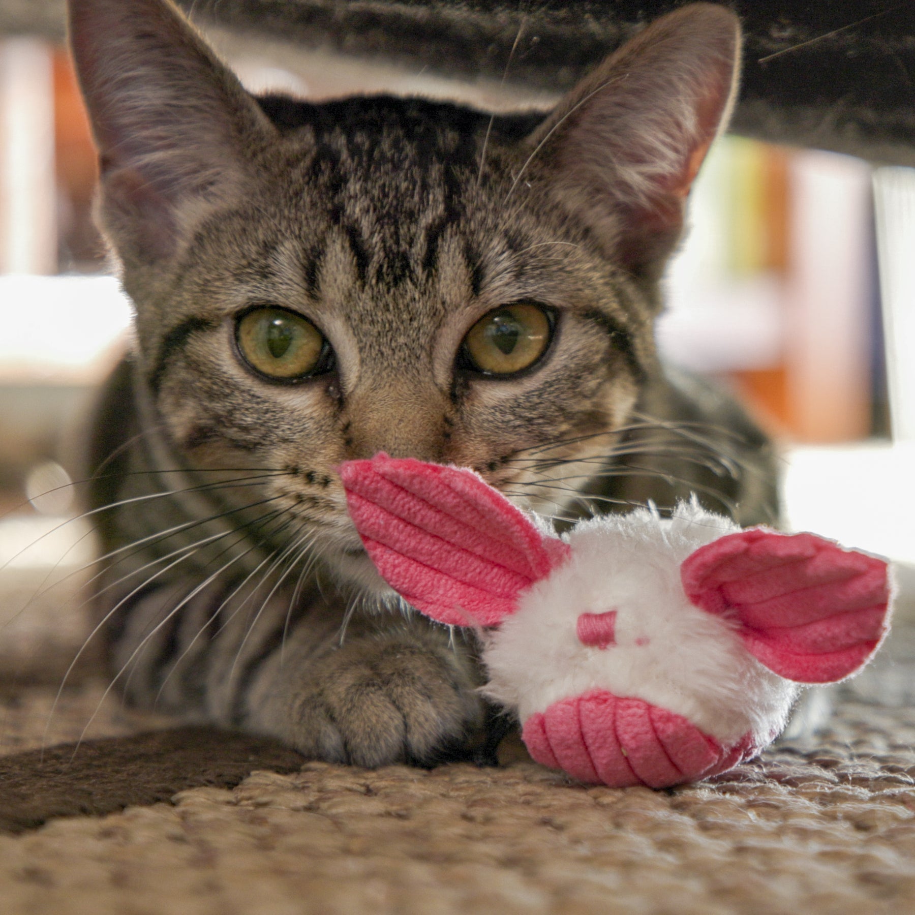 Cat playing with a pink and white stuffed toy on a carpeted floor.