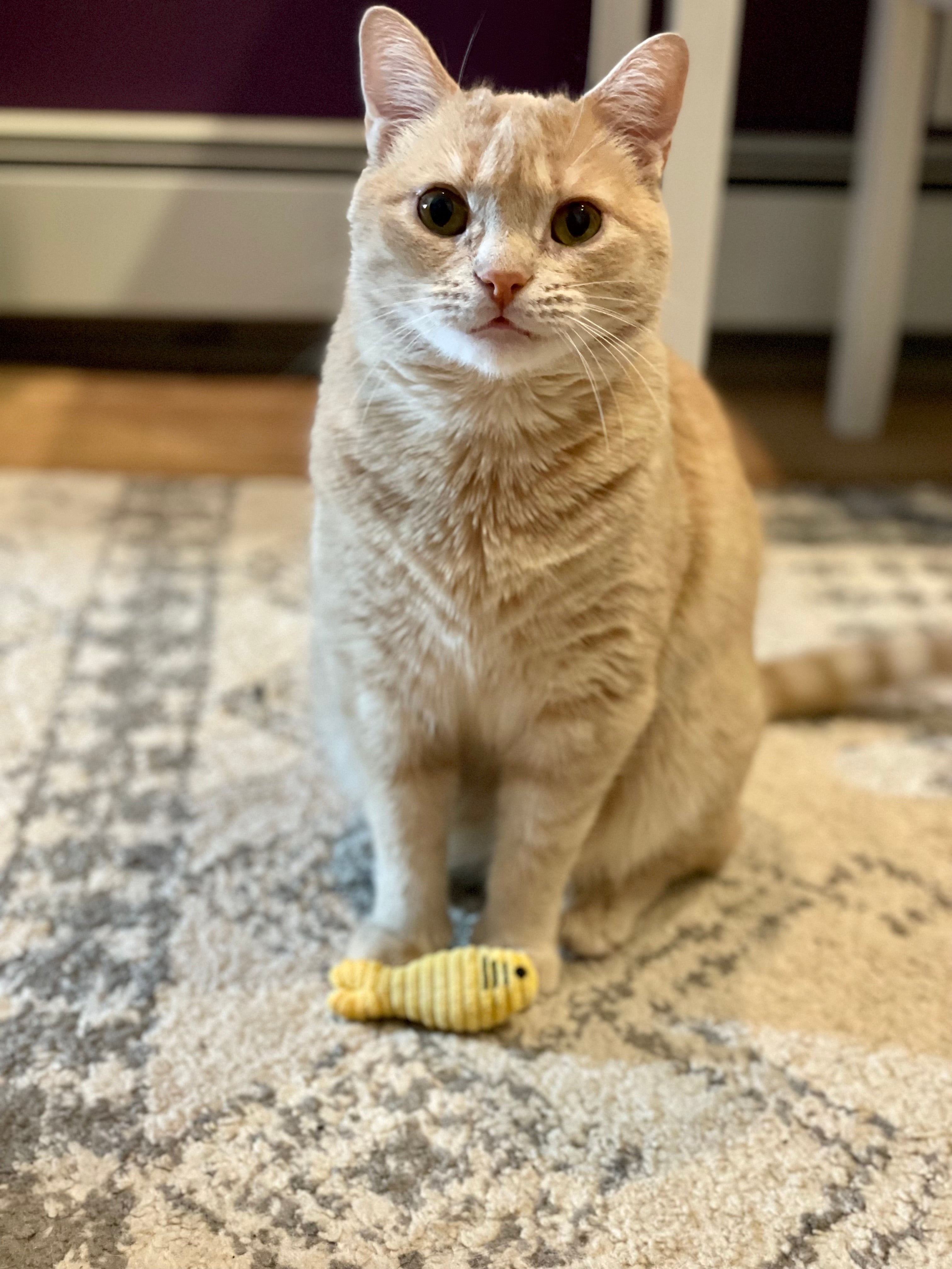Cat sitting on a patterned rug with a yellow plush fish toy in front of it.