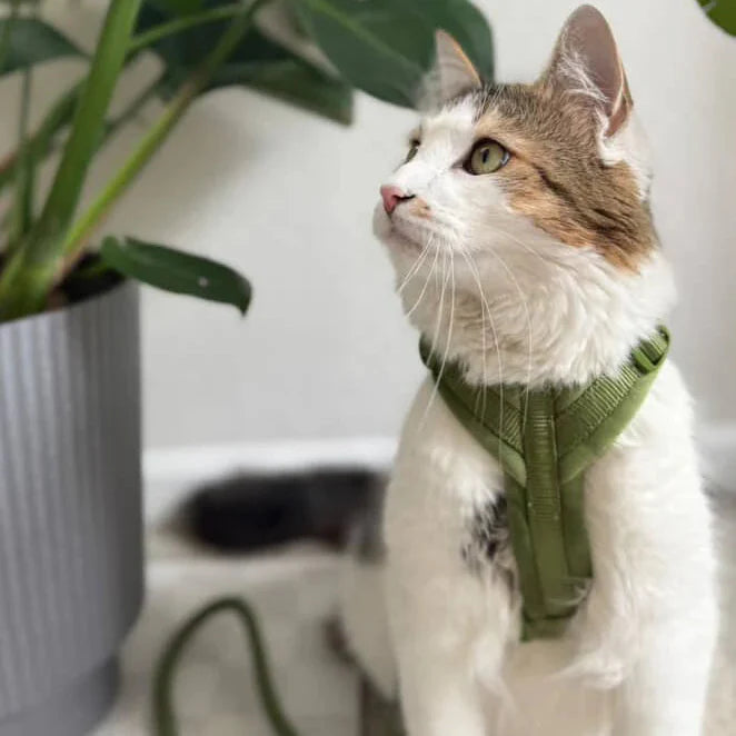 FurLou Green Velvet Dog Harness