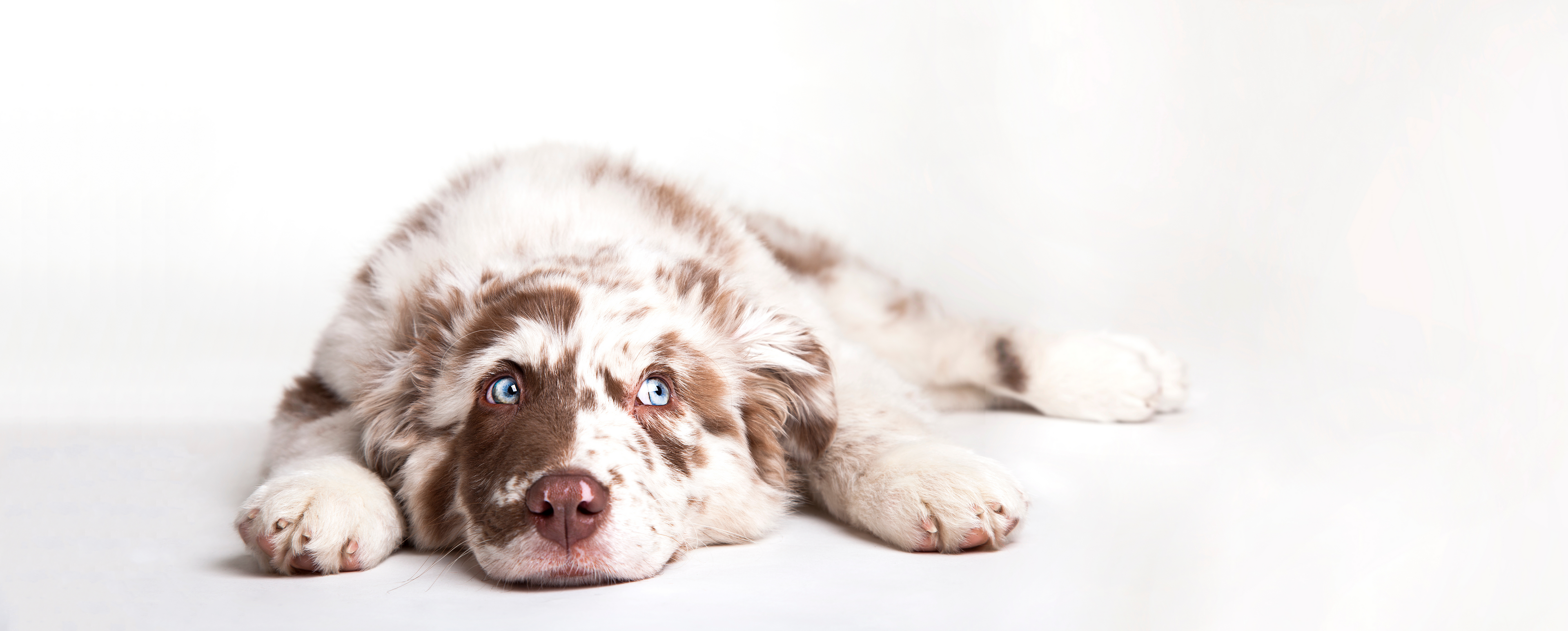 Dog with a spotted coat lying on a white background