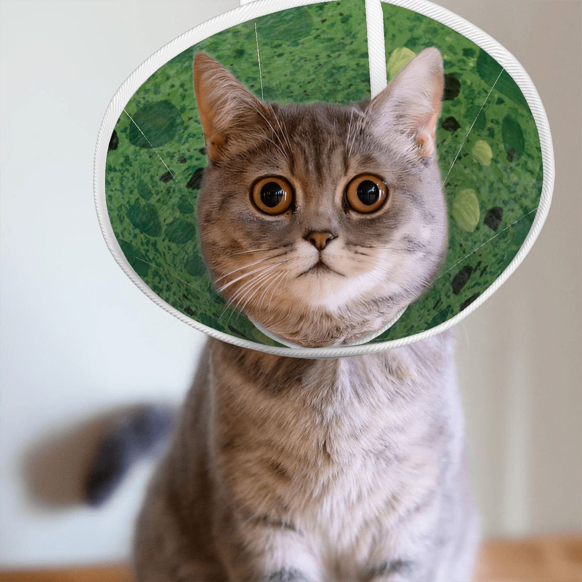 Sebastian & Clementine Green Painting Pet Elizabethan Collar