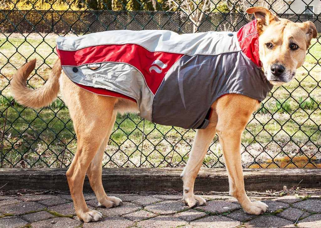 Dog Helios® Lotus-Rusher 2-in-1 Dual-Removable Layered Performance Dog Jacket