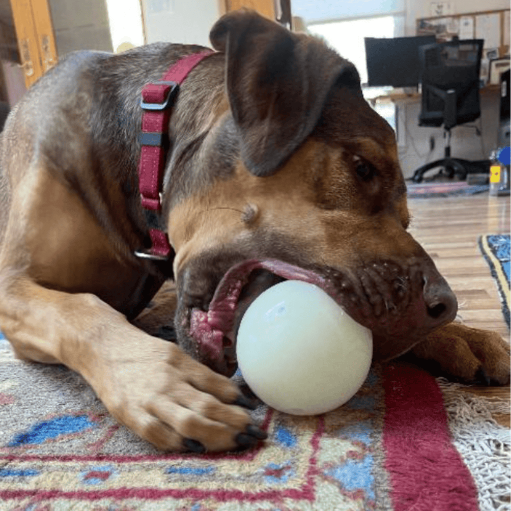 Farm To Pet Dog Treat Dispensers