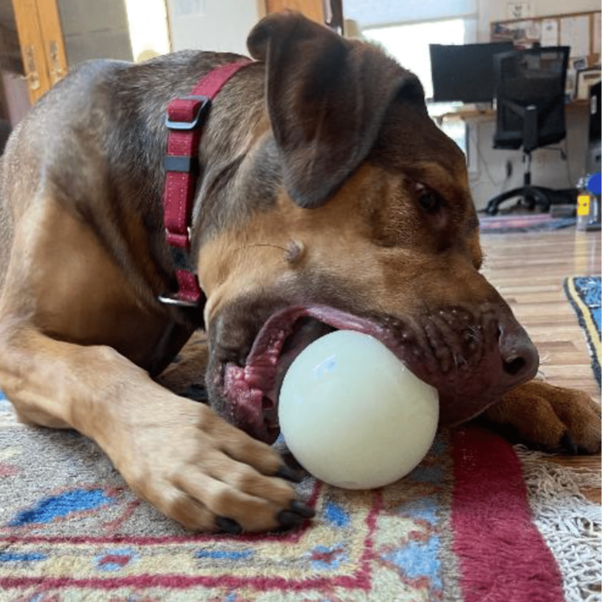 Farm To Pet Dog Treat Dispensers
