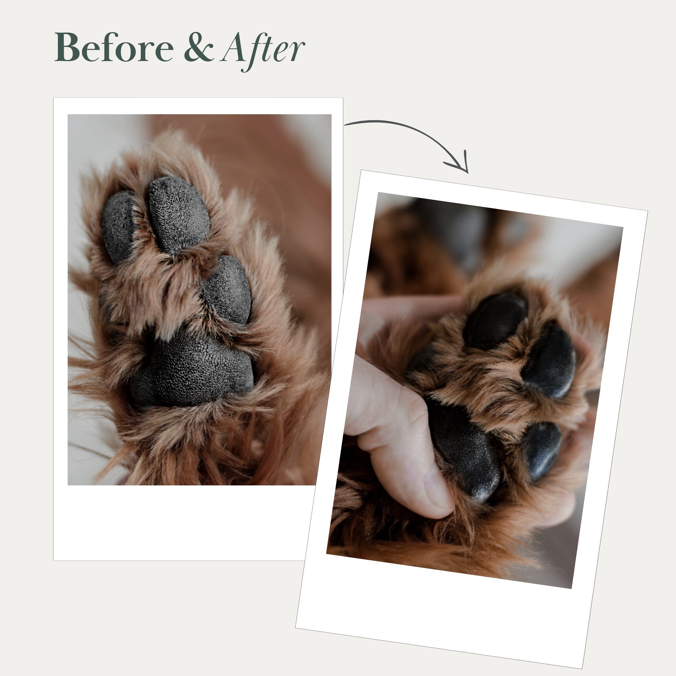 Pet Vegan Nose and Paw Balm