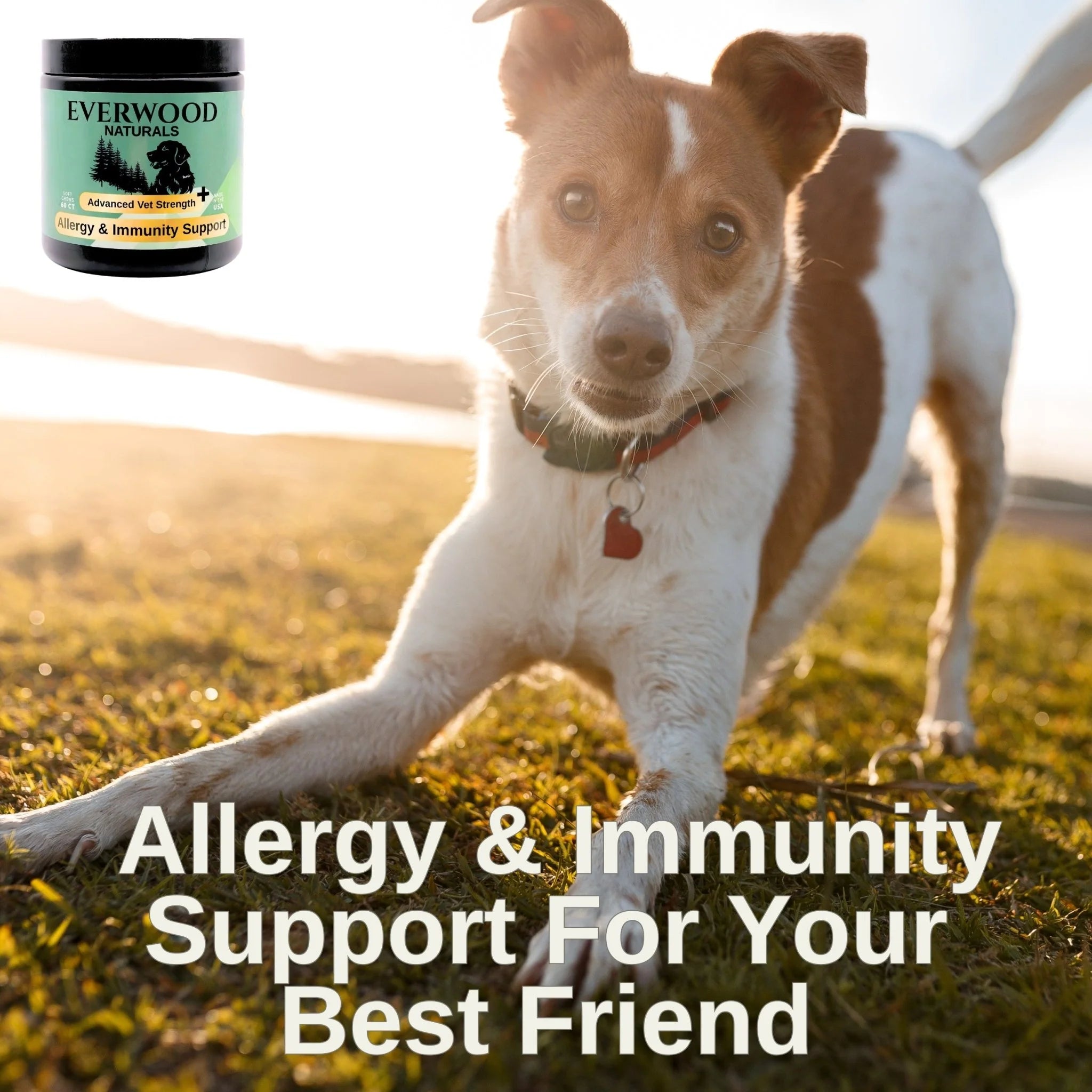 Everwood Naturals Allergy, Gut, & Immunity
