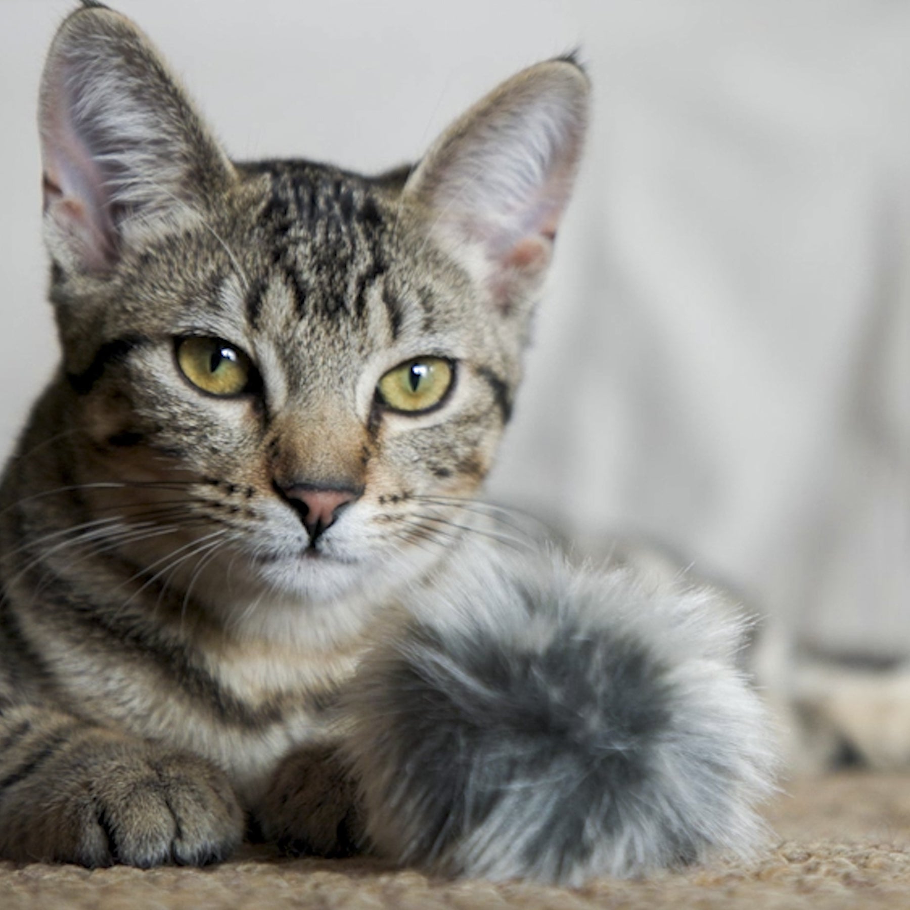 Cat with a fluffy toy on a neutral background.