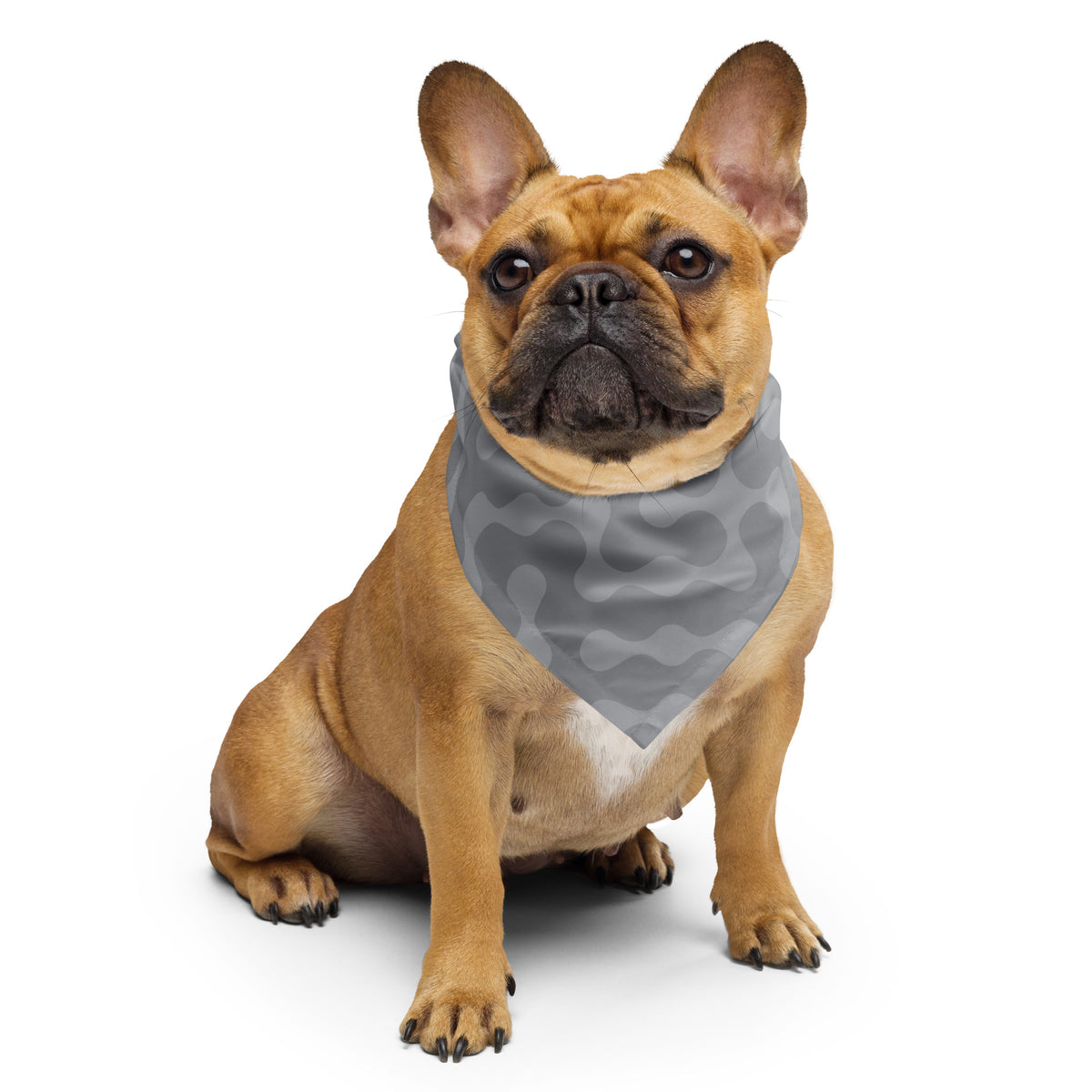 Cute French bulldog with gray bandana with gray pattern.