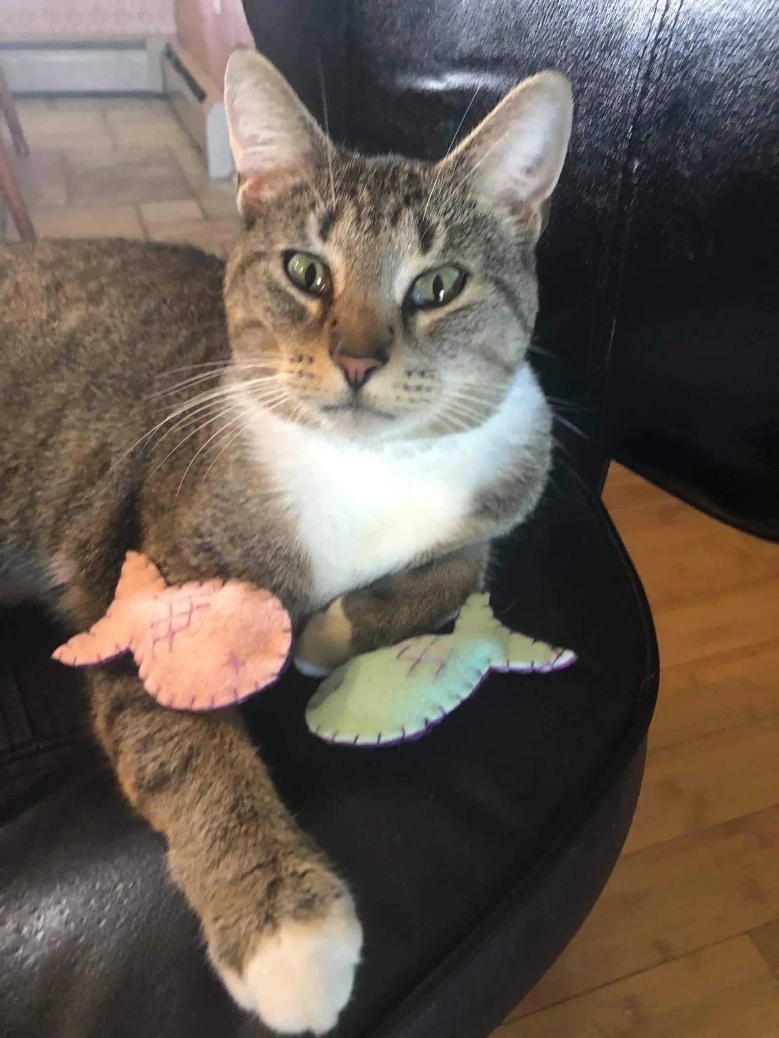 Organic Cat-Nip Fish Cat Toy