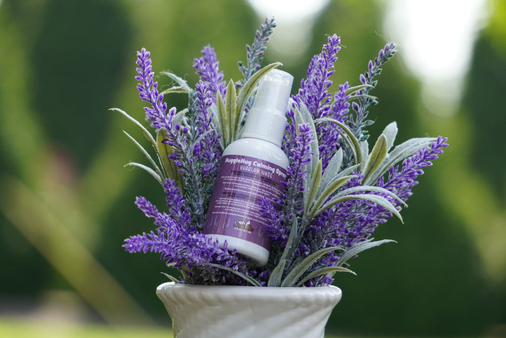 Lavender plant with a bottle of essential oil in a white container against a blurred green background.