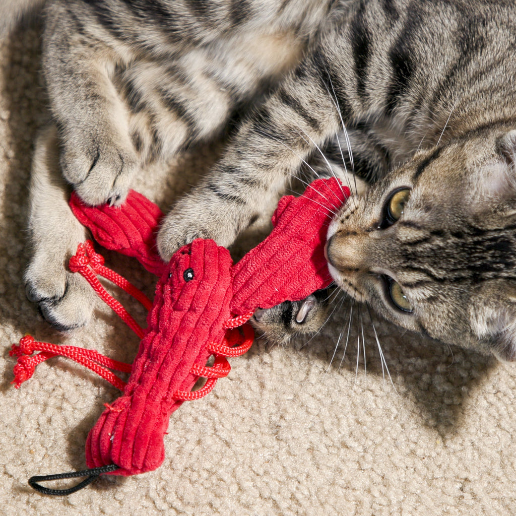 Cat playing with a red knitted toy on a carpeted floor.
