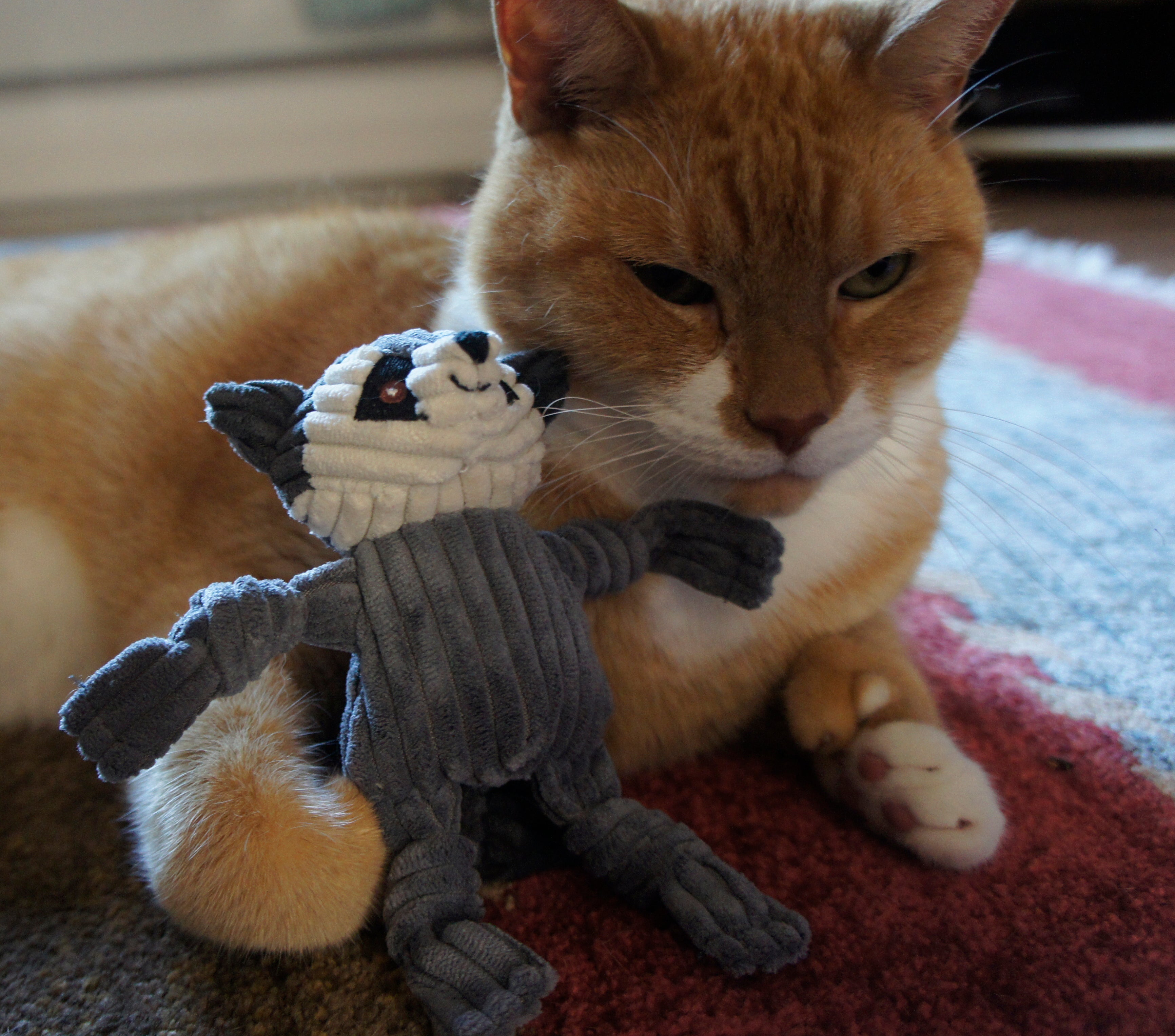 Cat playing with a plush raccoon toy on a carpeted floor.