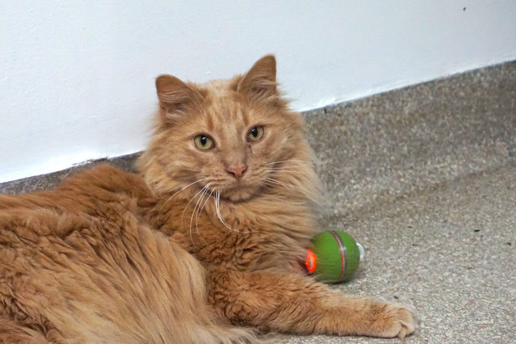 Orange cat lying on a concrete floor with a green and orange toy.
