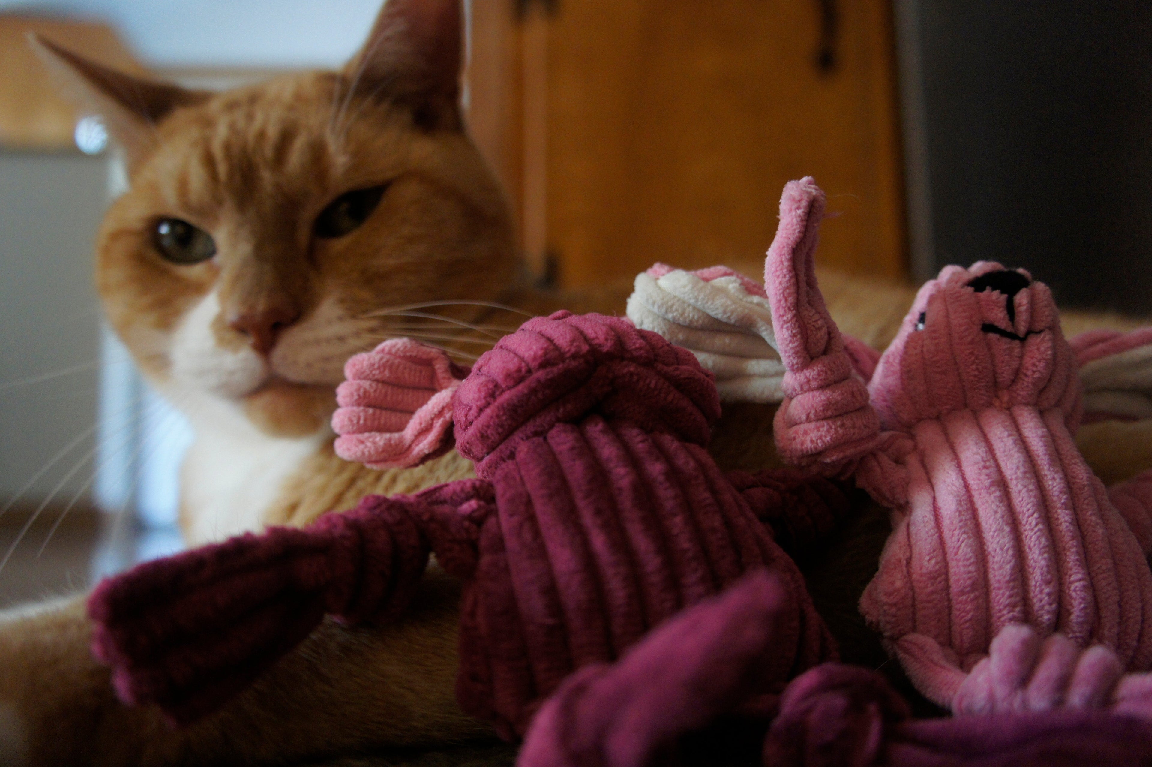 Cat sitting next to pink plush toys in a home setting.