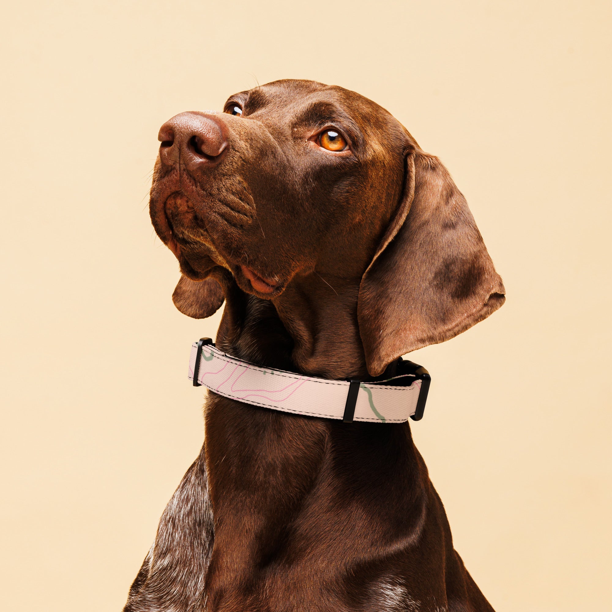 Sebastian & Clementine Maps Premium Adjustable Pet Collar