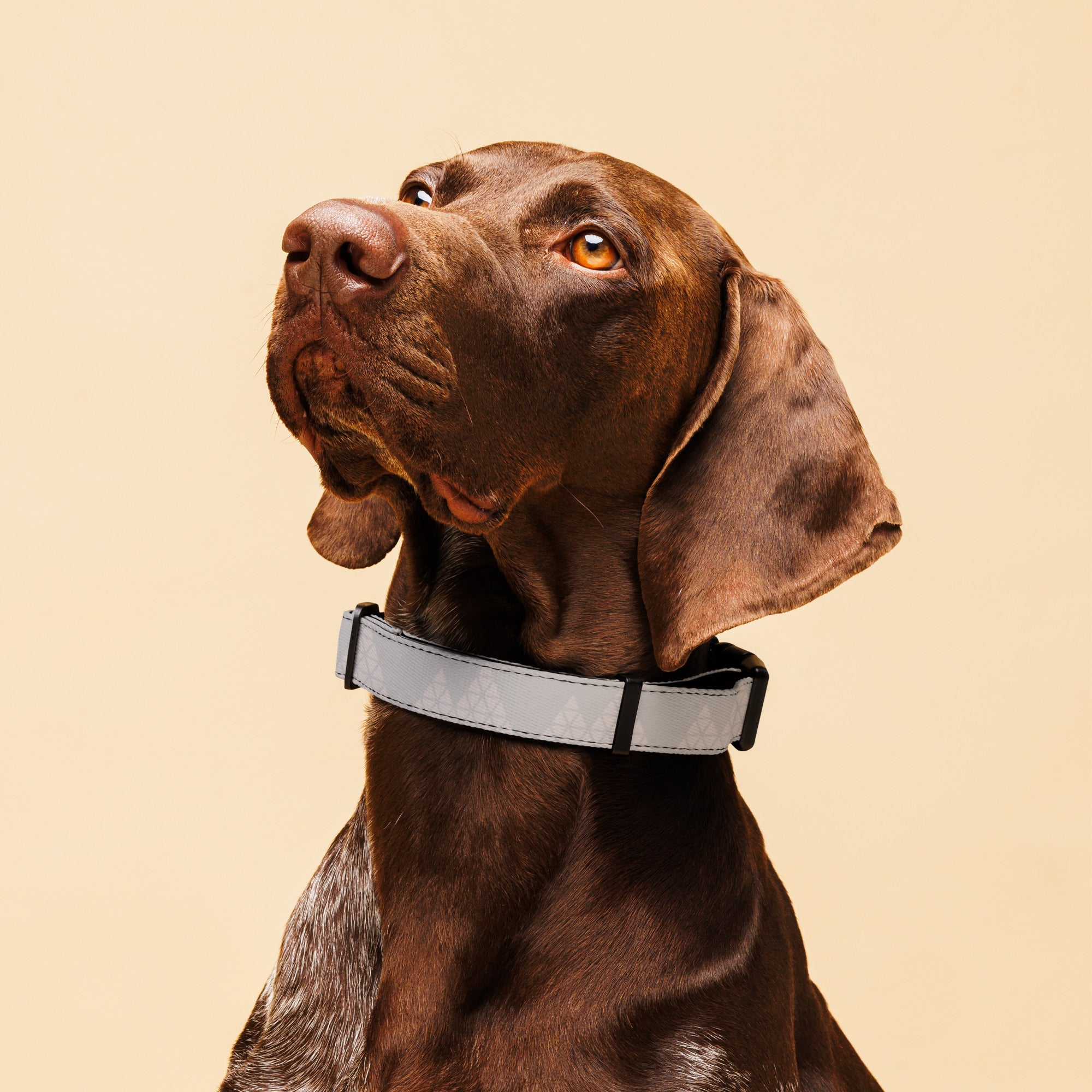 Sebastian & Clementine Triangles Premium Adjustable Pet Collar