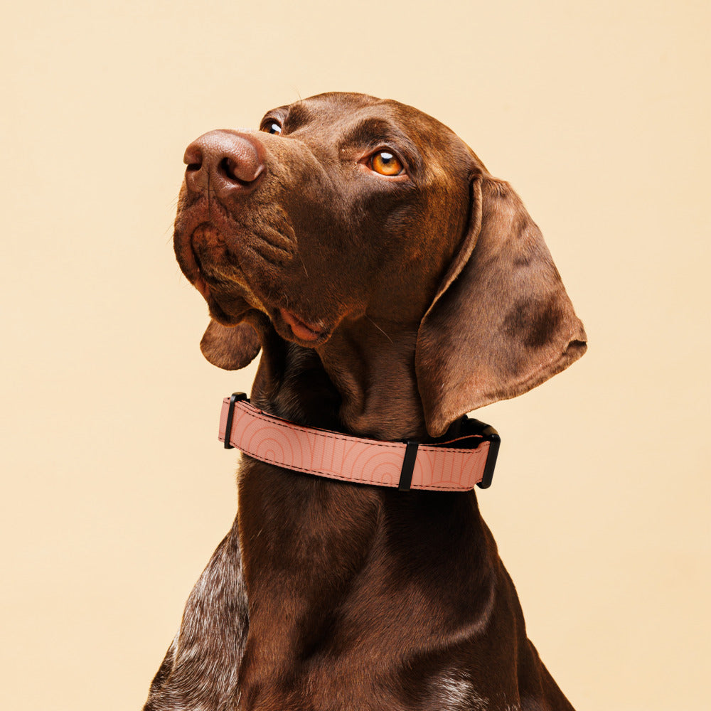 Sebastian & Clementine Scalloped Pink Premium Adjustable Pet Collar